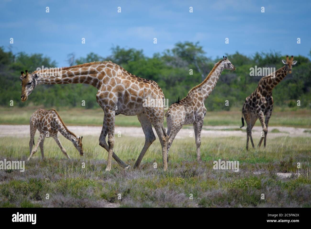 Giraffe (Giraffa) Parco Nazionale di Etosha, Namibia Foto Stock