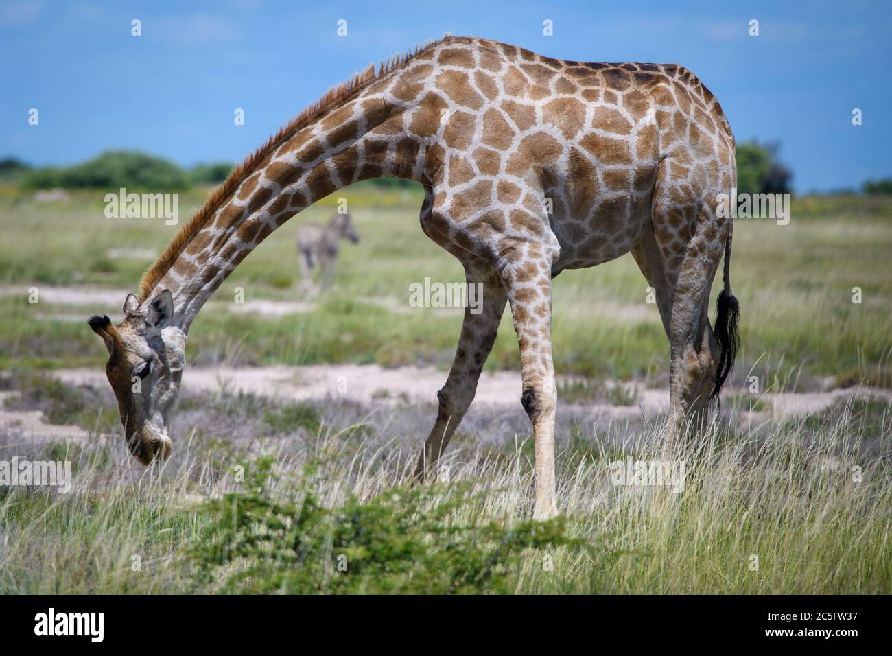 Giraffe (Giraffa) nel Parco Nazionale di Etosha, Namibia Foto Stock