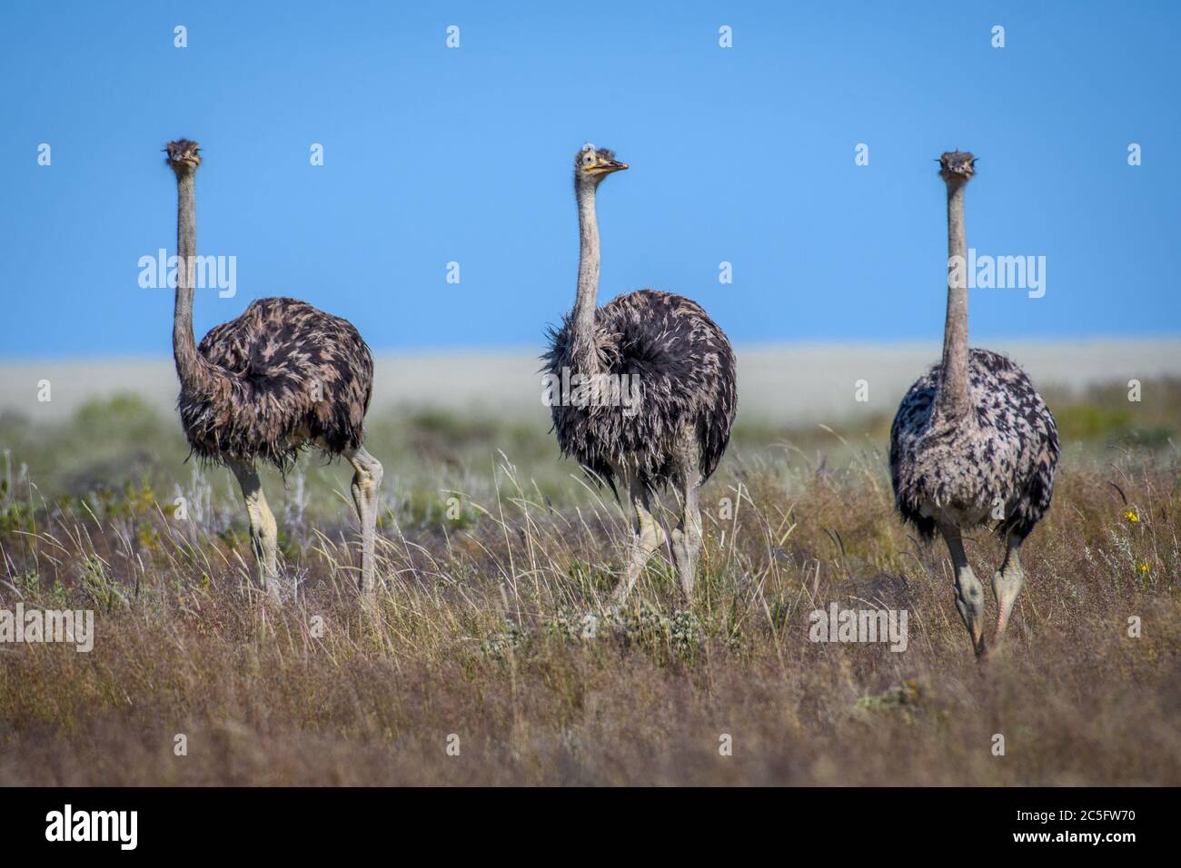 Ostriches (struthio camelus) nel Parco Nazionale di Etosha, Namibia Foto Stock
