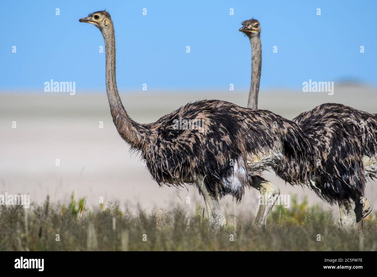 Ostriches (struthio camelus) nel Parco Nazionale di Etosha, Namibia Foto Stock