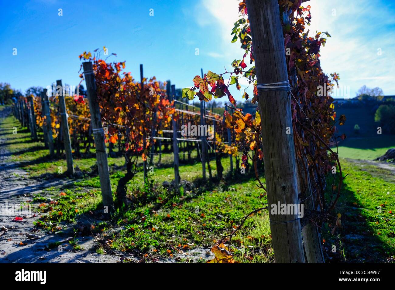 I vigneti delle Langhe piemontesi con i bei colori dell'autunno durante il periodo della vendemmia Foto Stock