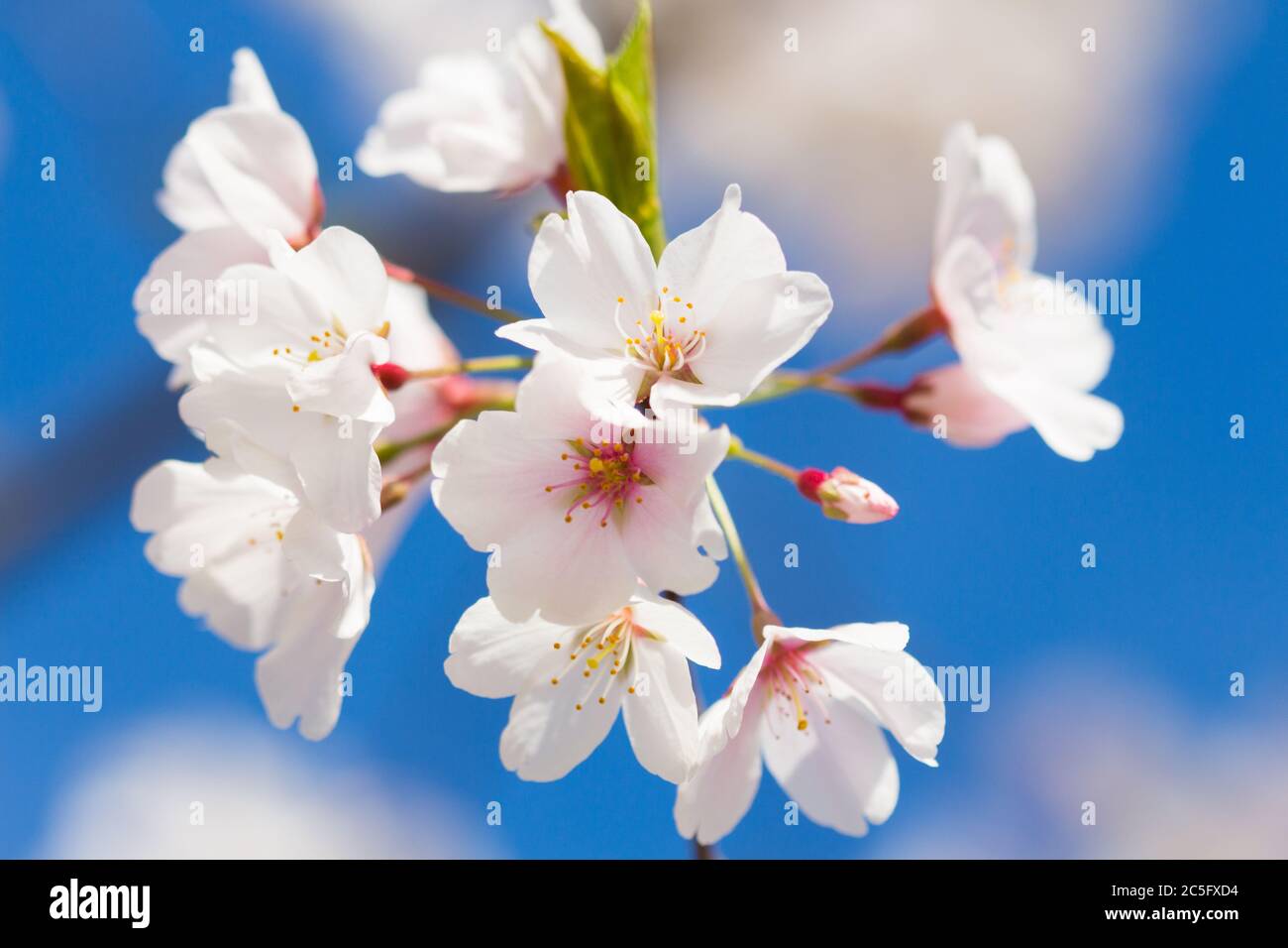 Fiori di ciliegio bianco / sakura giapponese / Prunus serrulata contro un cielo blu vibrante, Washington, D.C., Stati Uniti Foto Stock