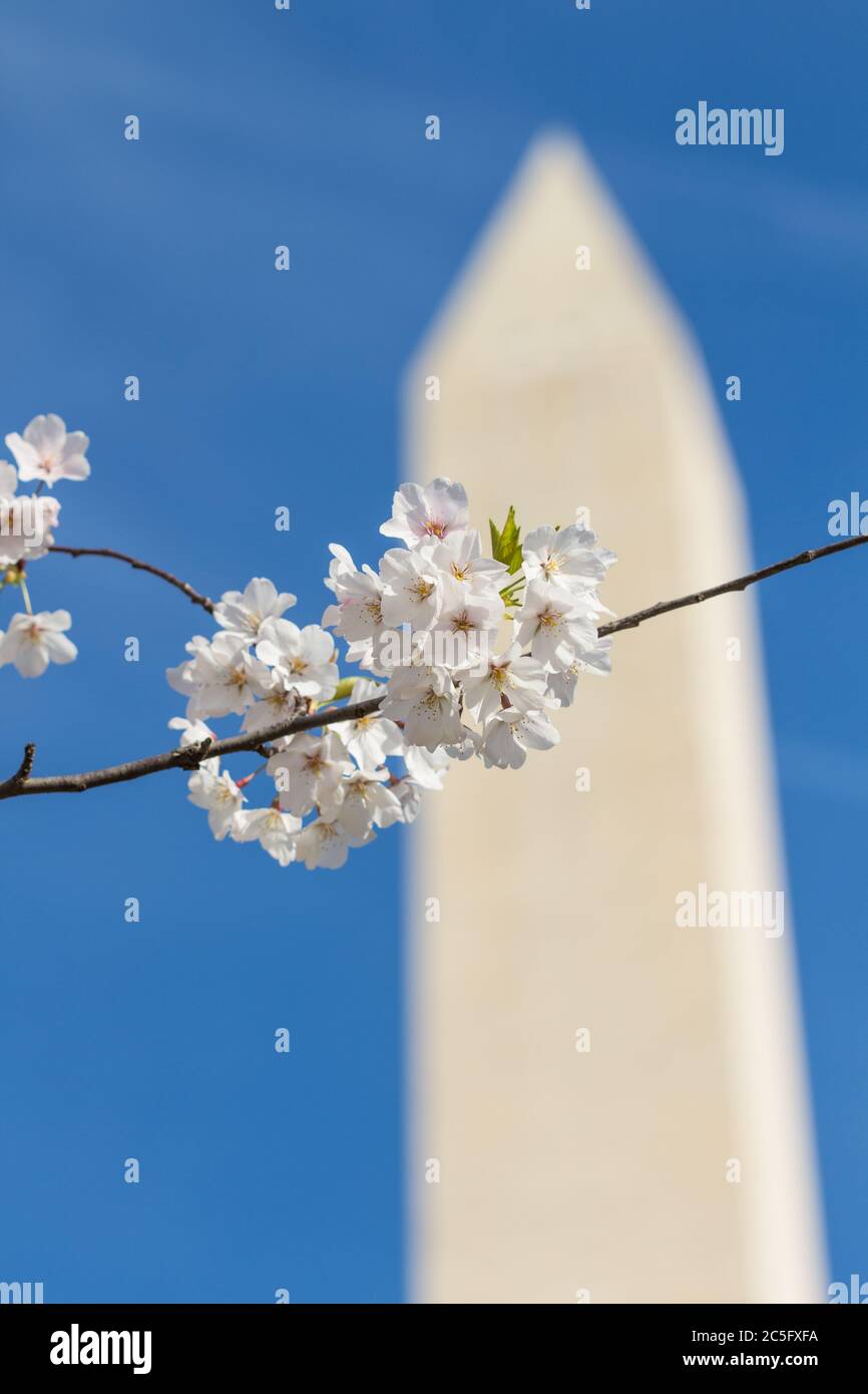 White Cherry Blossoms / Japanese sakura con Washington Monument in centro a destra sfondo contro cielo blu audace, Washington, D.C., Stati Uniti Foto Stock