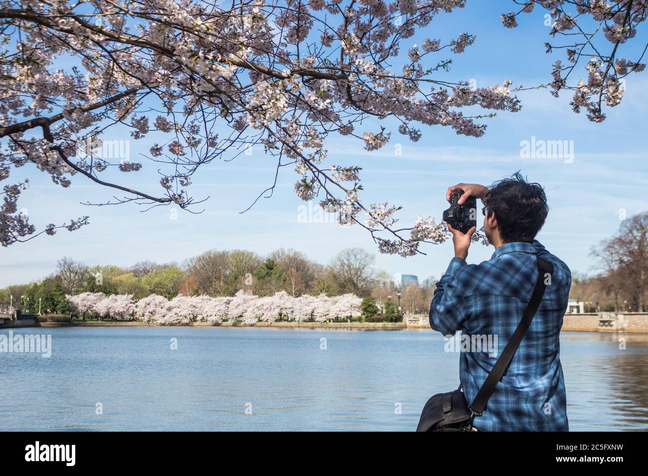 Un giovane fotografo maschile che fotografa / fotografa i fiori di ciliegi / sakura lungo il fiume Potomac, Washington, D.C., Stati Uniti Foto Stock
