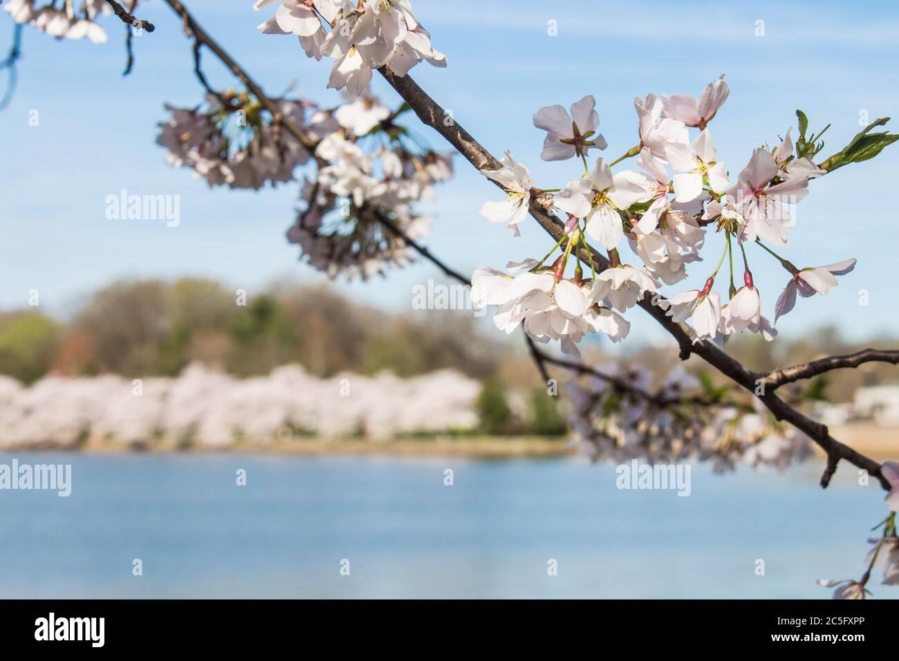Fiore di ciliegio bianco / sakura giapponese / Prunus serrulata ramo con Tidal Basin in background, copia spazio a sinistra, Washington, D.C., Stati Uniti Foto Stock
