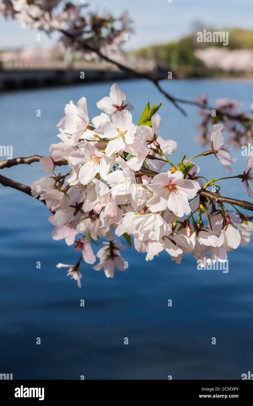 Cluster di fiori di ciliegio bianco / sakura / Prunus serrulata con acque blu profonde del bacino di Tidal sullo sfondo, Washington, D.C., Stati Uniti Foto Stock