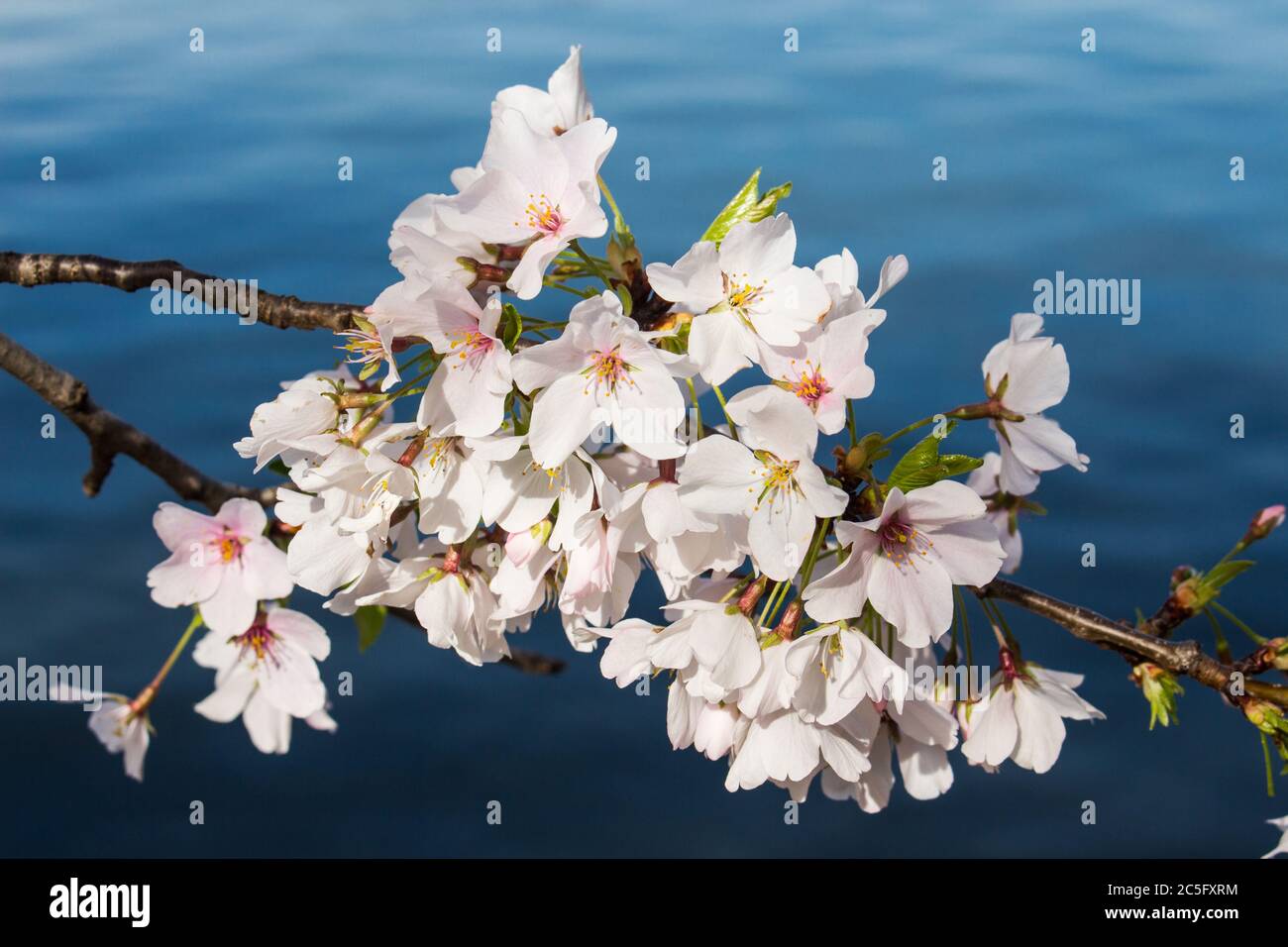 Gruppo di fiori di ciliegio bianco / sakura giapponese / Prunus serrulata con acque blu profonde di bacino di Tidal sullo sfondo, Washington, D.C., Stati Uniti Foto Stock