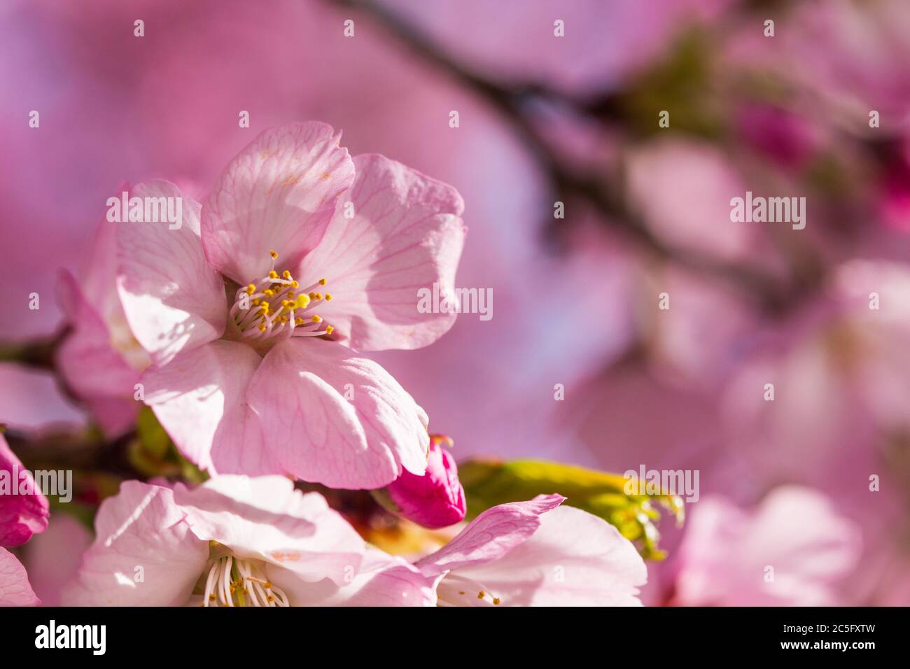 Macro / chiusura di fiori di ciliegio giapponese rosa / sakura rosa / Prunus serrulata con spazio copia a destra, Washington, D.C., Stati Uniti Foto Stock
