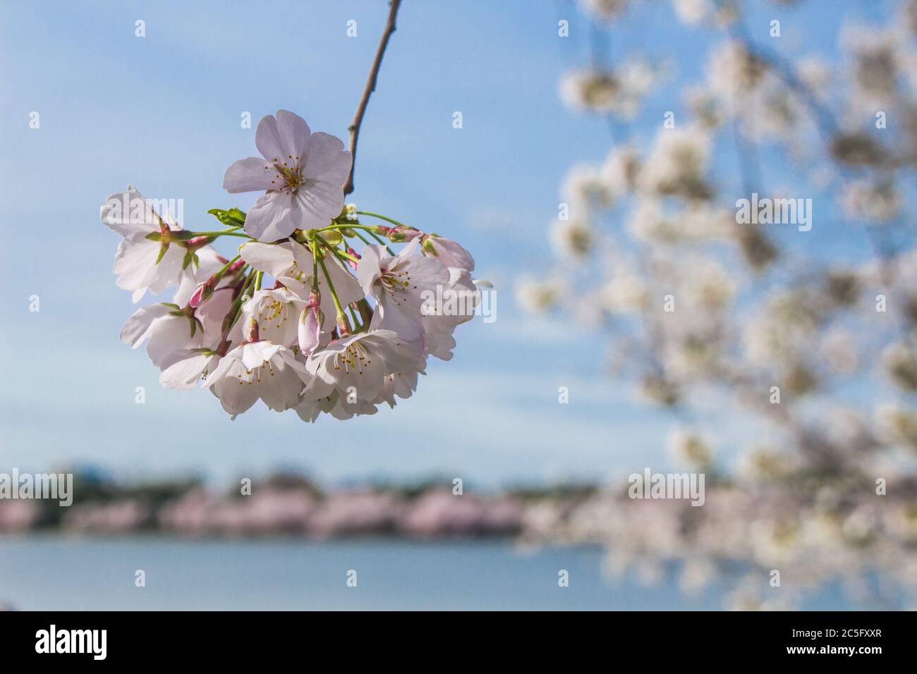 Un ramo di fiori di ciliegio bianco / sakura giapponese / Prunus serrulata appeso a sinistra, copia spazio a destra, Tidal Basin, Washington, D.C., Stati Uniti Foto Stock