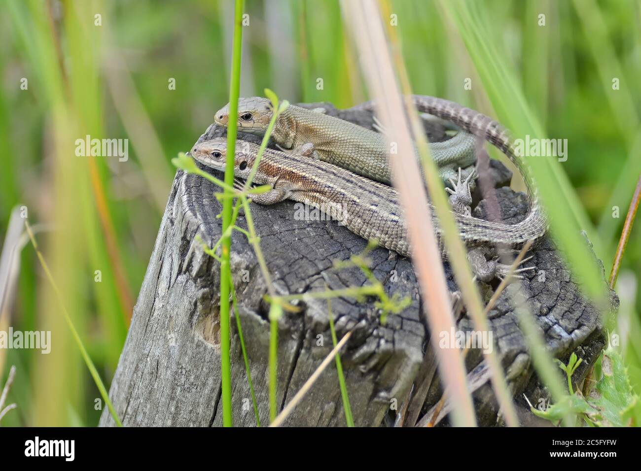 Tra le piante paludose, questa coppia di lucertola comune o vivipara si crogiola su un palo di legno. Entrambi guardano la telecamera, mostrano affetto quando le code si sovrappongono Foto Stock