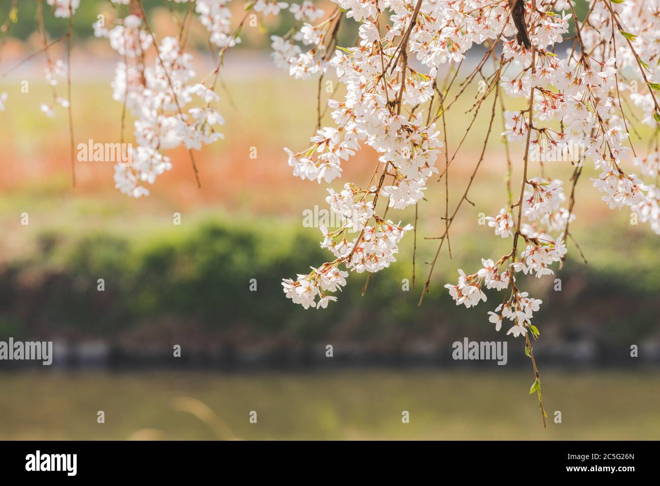 Fiori primavera concetto, bella scena natura con fiore albero 093 Foto Stock