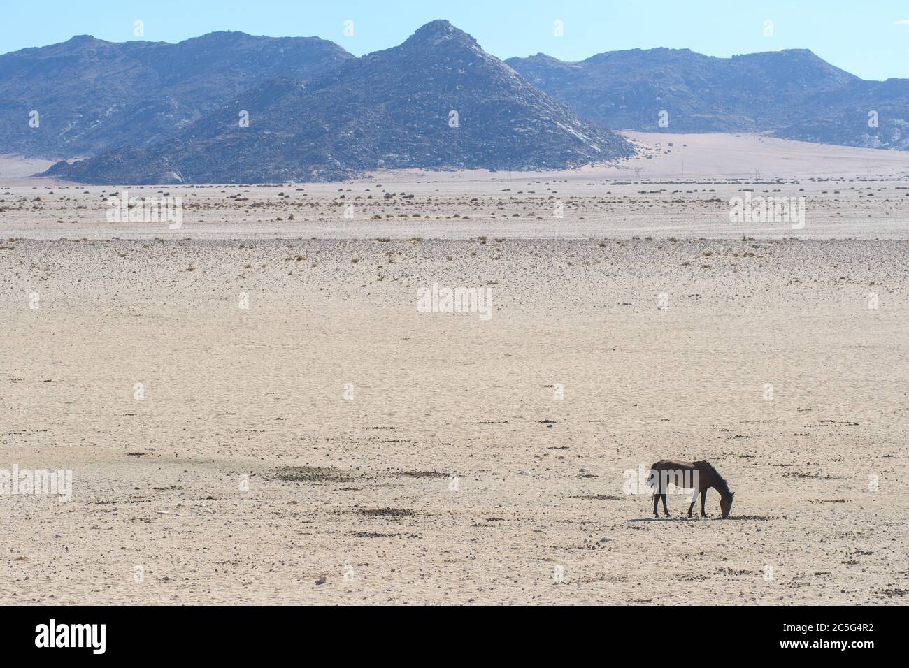 Cavallo deserto Namib selvaggio in Aus, Regione Karas, Namibia Foto Stock