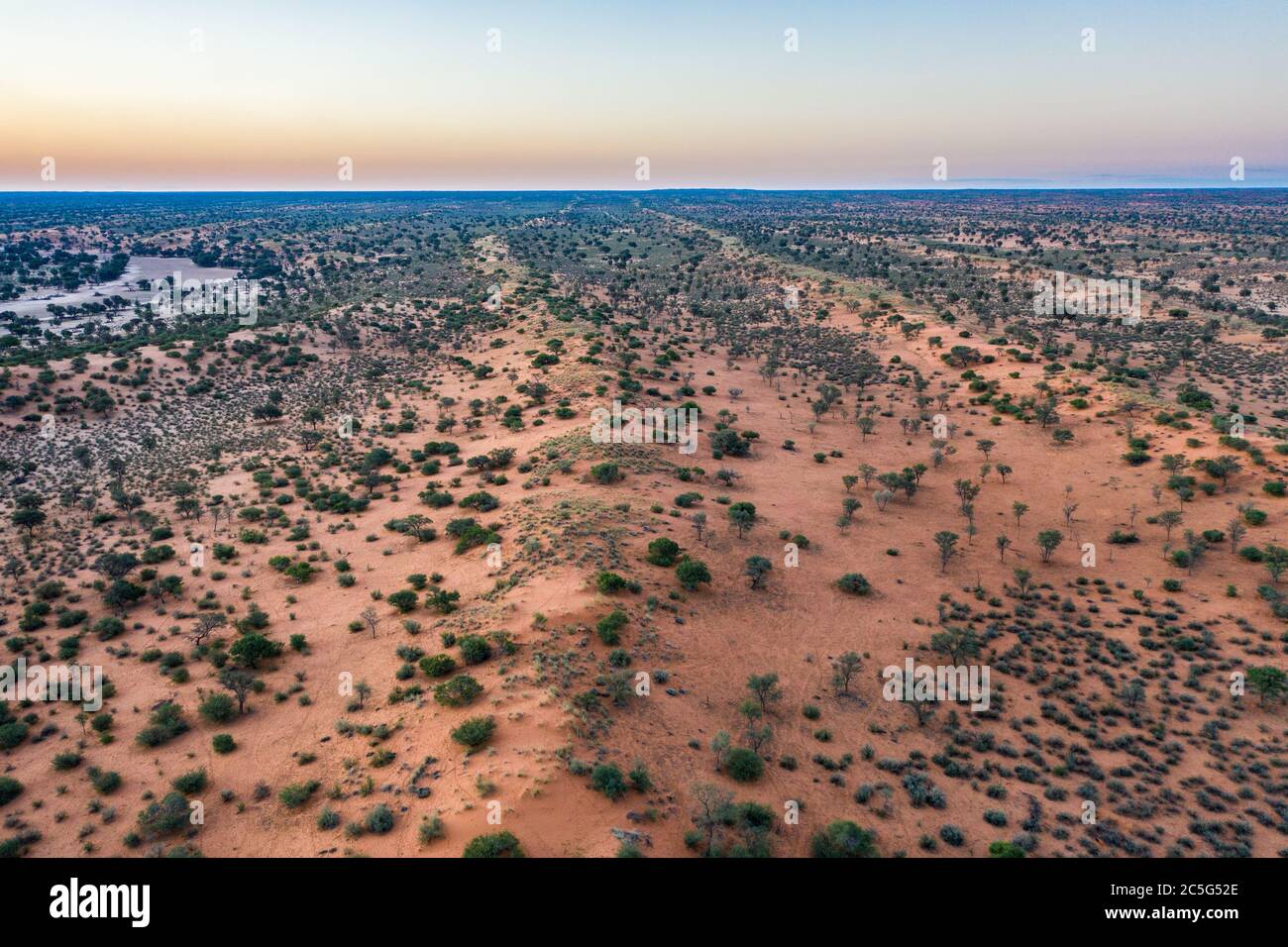 Vegetazione nel deserto di Kalahari, Namibia Foto Stock