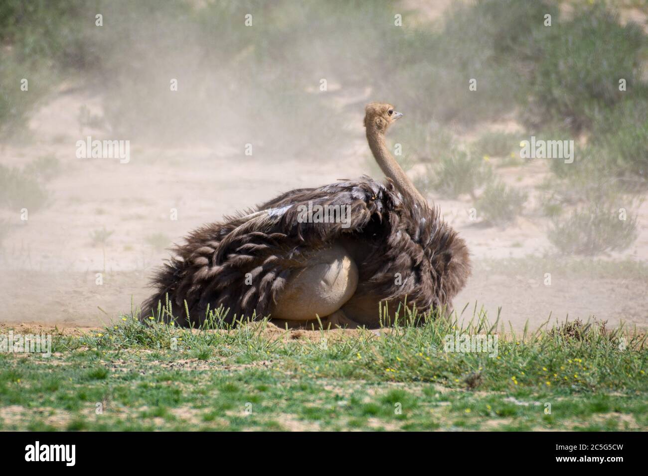 Struzzo (Struthio camelus) a Kgalagadi, Sudafrica Foto Stock