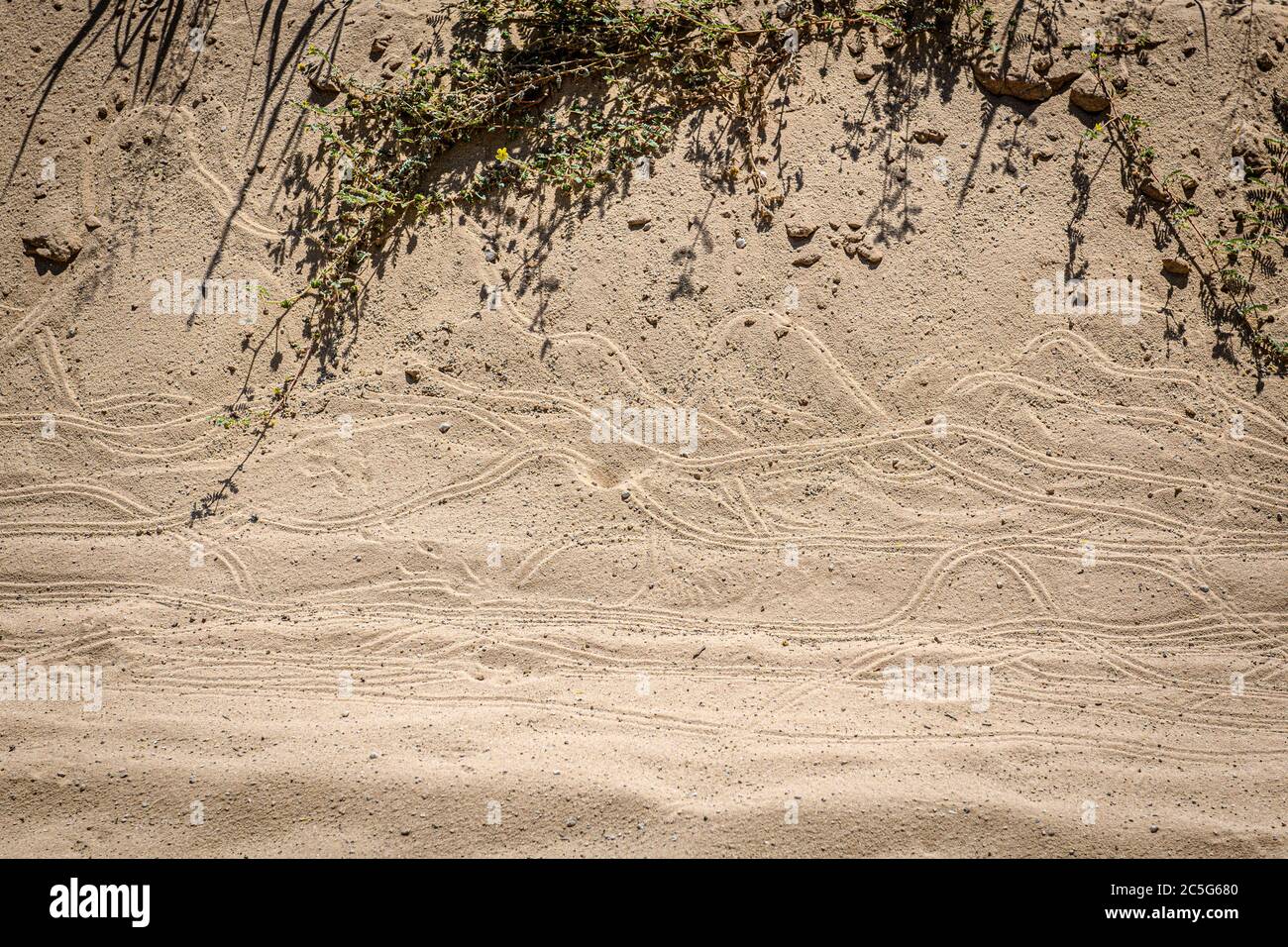 Marks in the Sand a Kgalagadi, Sudafrica Foto Stock