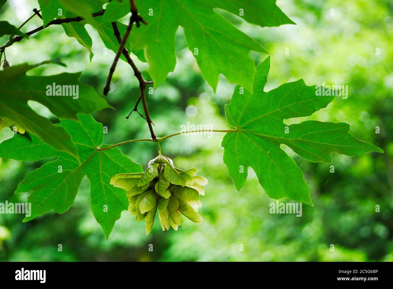 Primo piano di foglie e semi di acero verde, con luce solare che brilla attraverso e sfondo a fuoco morbido Foto Stock