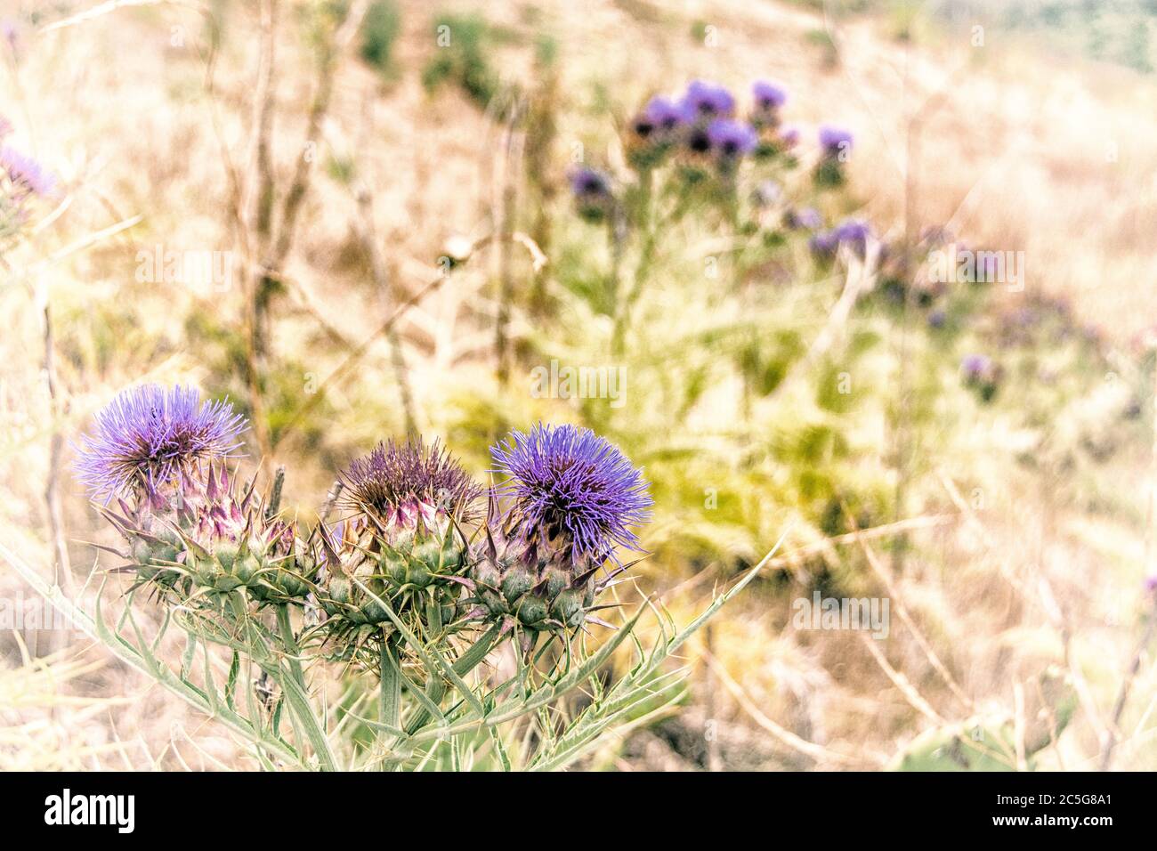 Immagine artistica e digitalizzata di fiori viola fioriti che crescono da un giardino di cactus. La pianta è chiamata un carciofo. Foto Stock