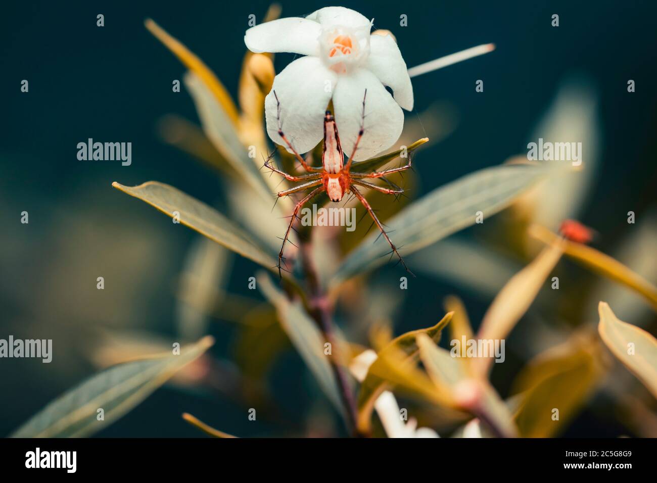 Il piccolo bug ragno di colore arancione si blocca sul fiore bianco Foto Stock