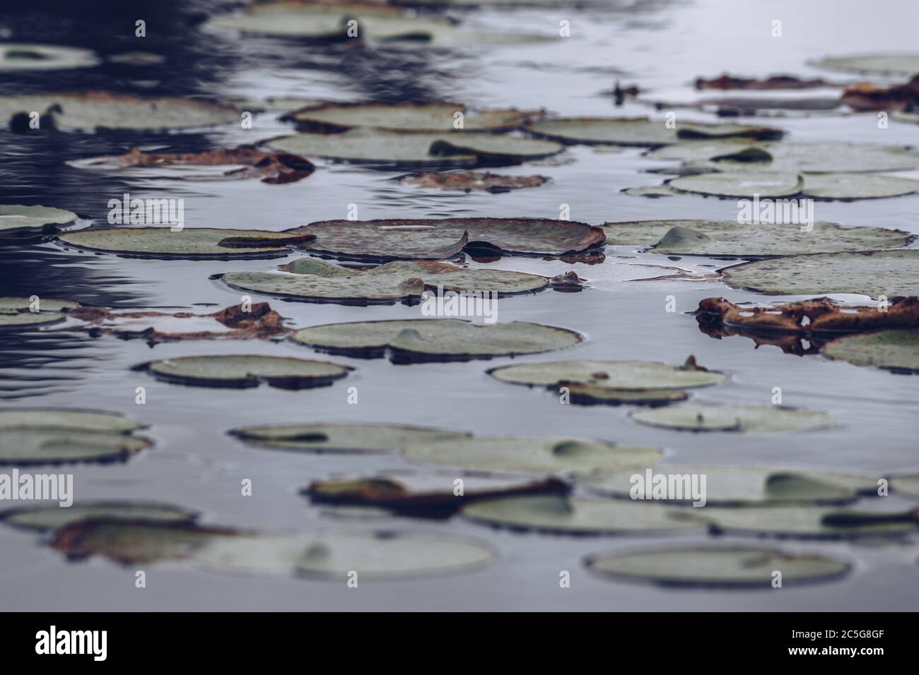 acqua scura e il loto lascia prima della pioggia pesante Foto Stock