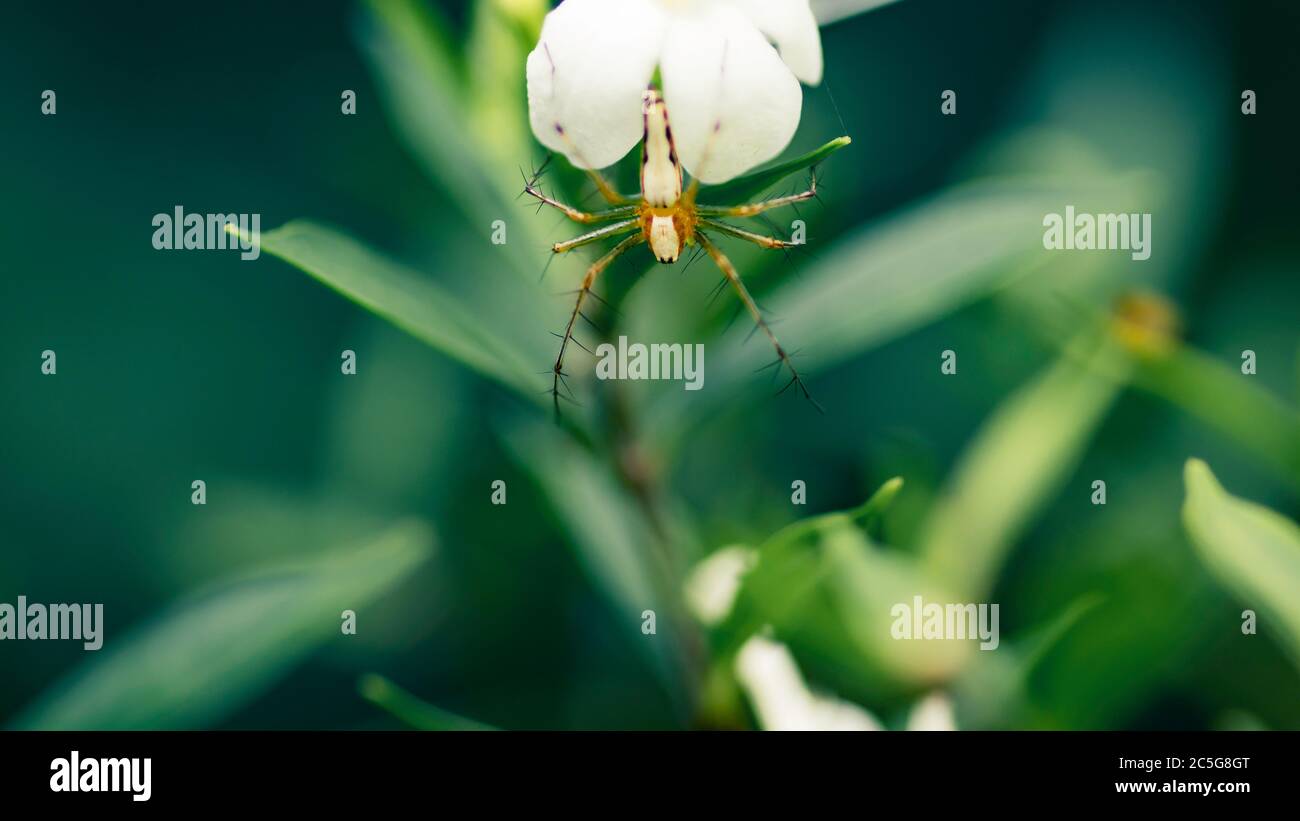 Il piccolo bug ragno di colore arancione si blocca sulla macro fiore bianco Foto Stock