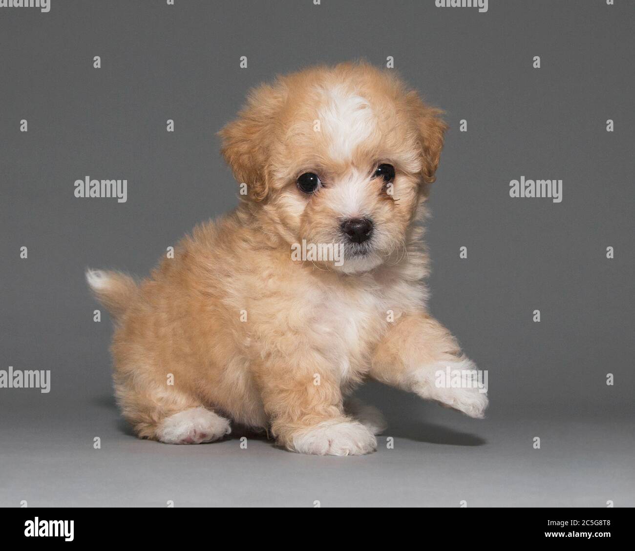 Ritratto di un cane cucciolo di fritta giallo fuzzy Bichon Foto Stock