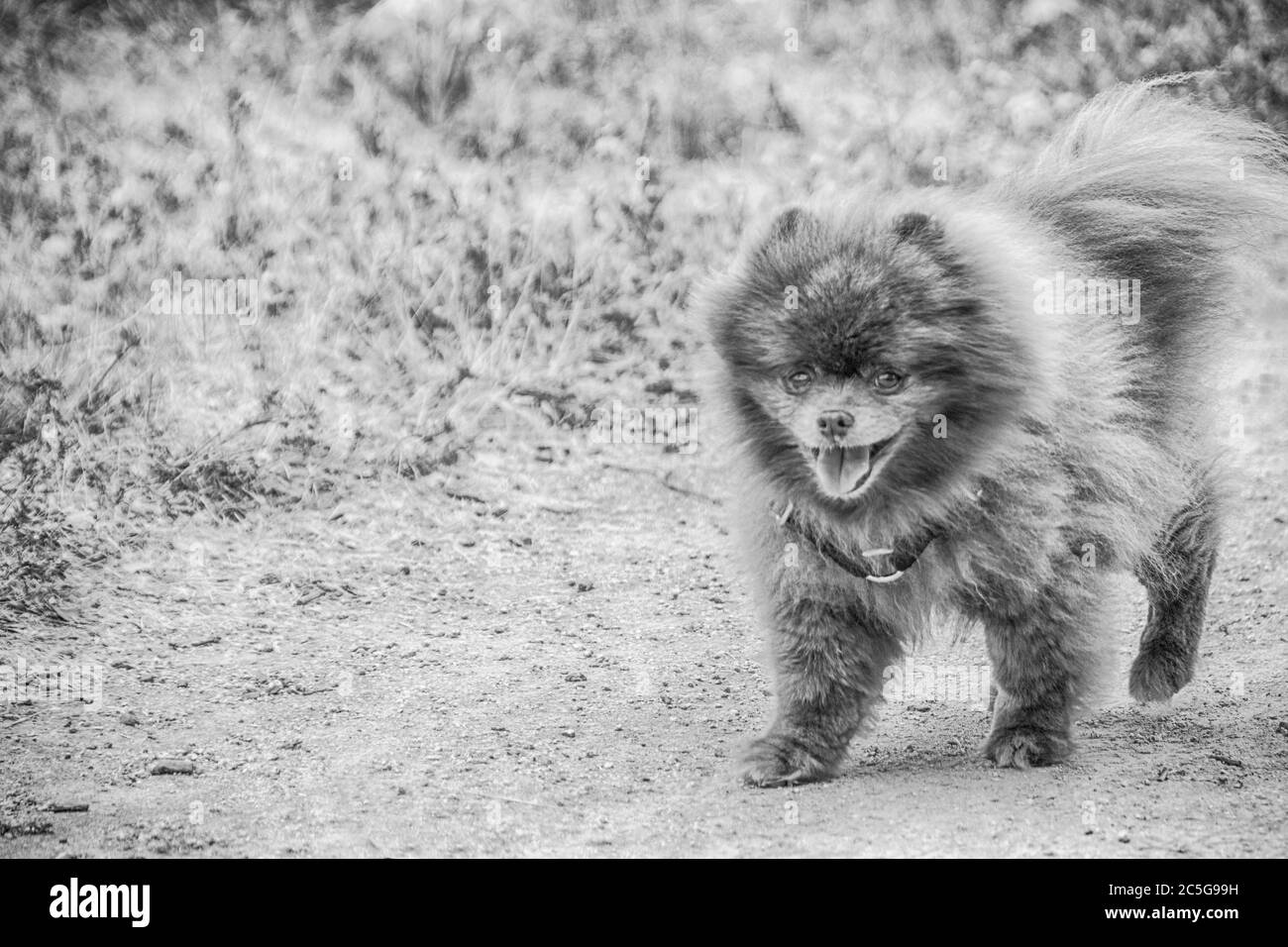 Un ritratto di un cane di razza pommeriana. Una razza popolare di cane negli Stati Uniti. Foto Stock