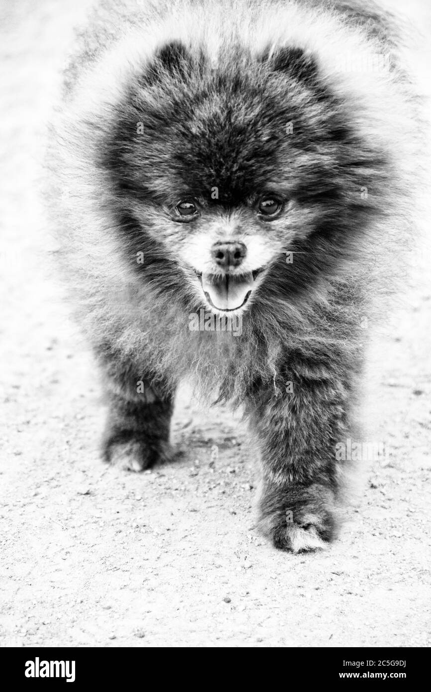Un ritratto di un cane di razza pommeriana. Una razza popolare di cane negli Stati Uniti. Foto Stock