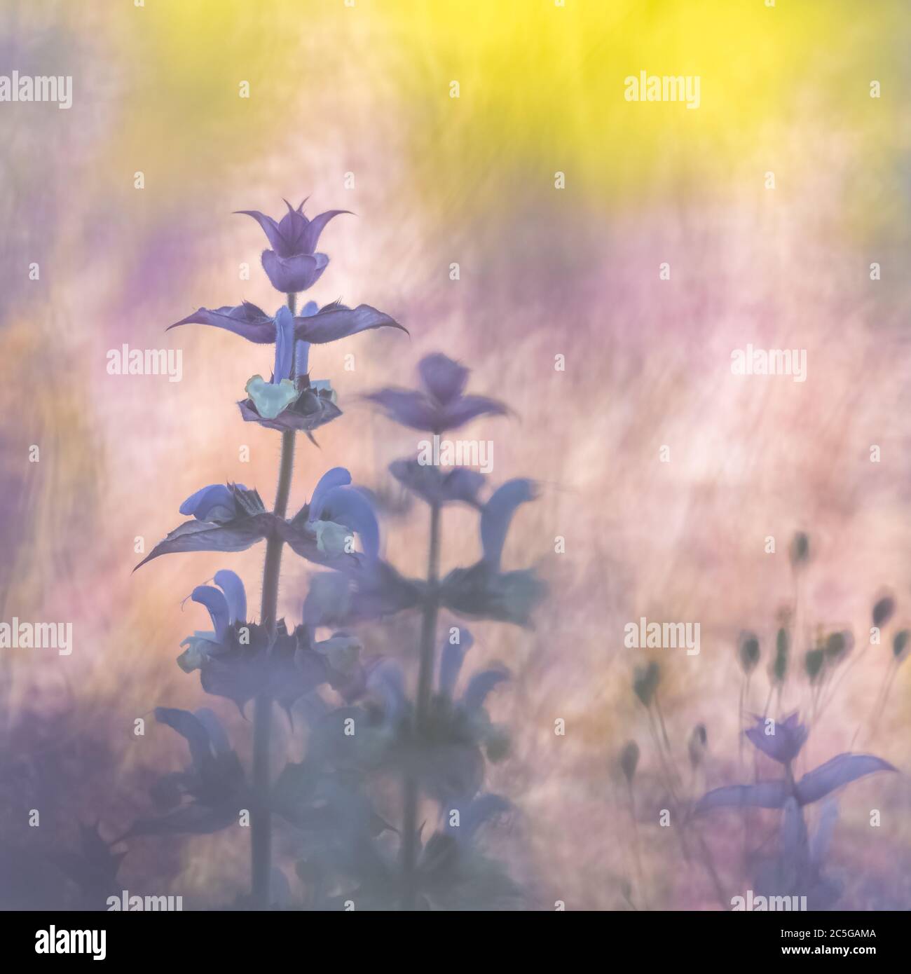 Fiore salvia, macrofotografia, sfondo bellissimo Foto Stock