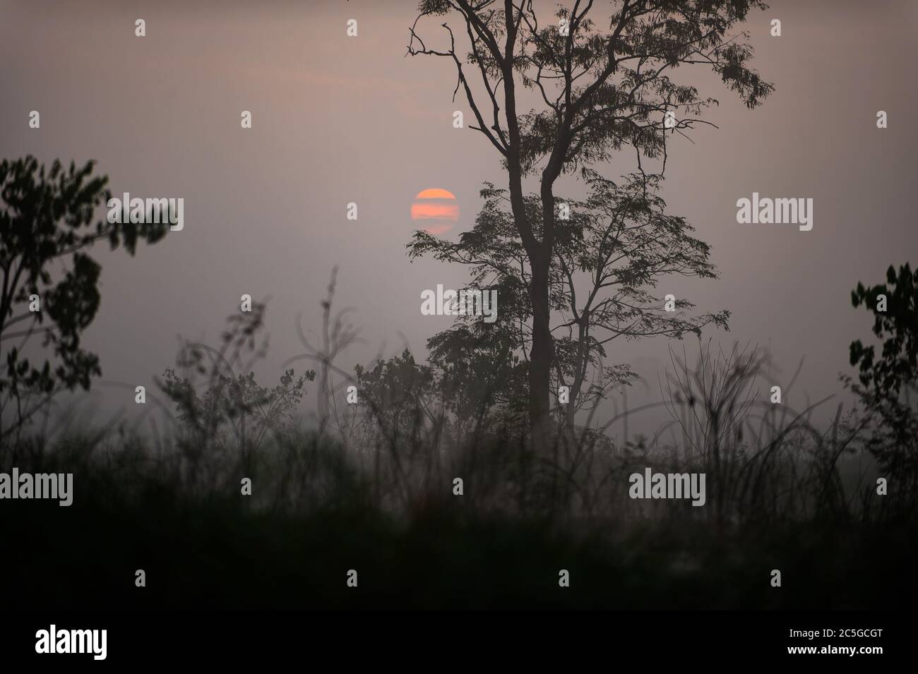 Alberi nella foresta quando c'è molta nebbia fa apparire il sole sfocato. L'atmosfera sembra sola e spaventosa. Foto Stock