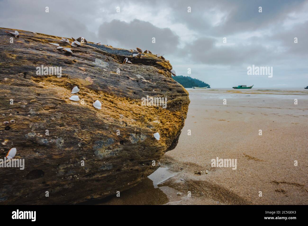 Tronchi di legno morto sulla spiaggia di Telok Melano, Sarawak Foto Stock