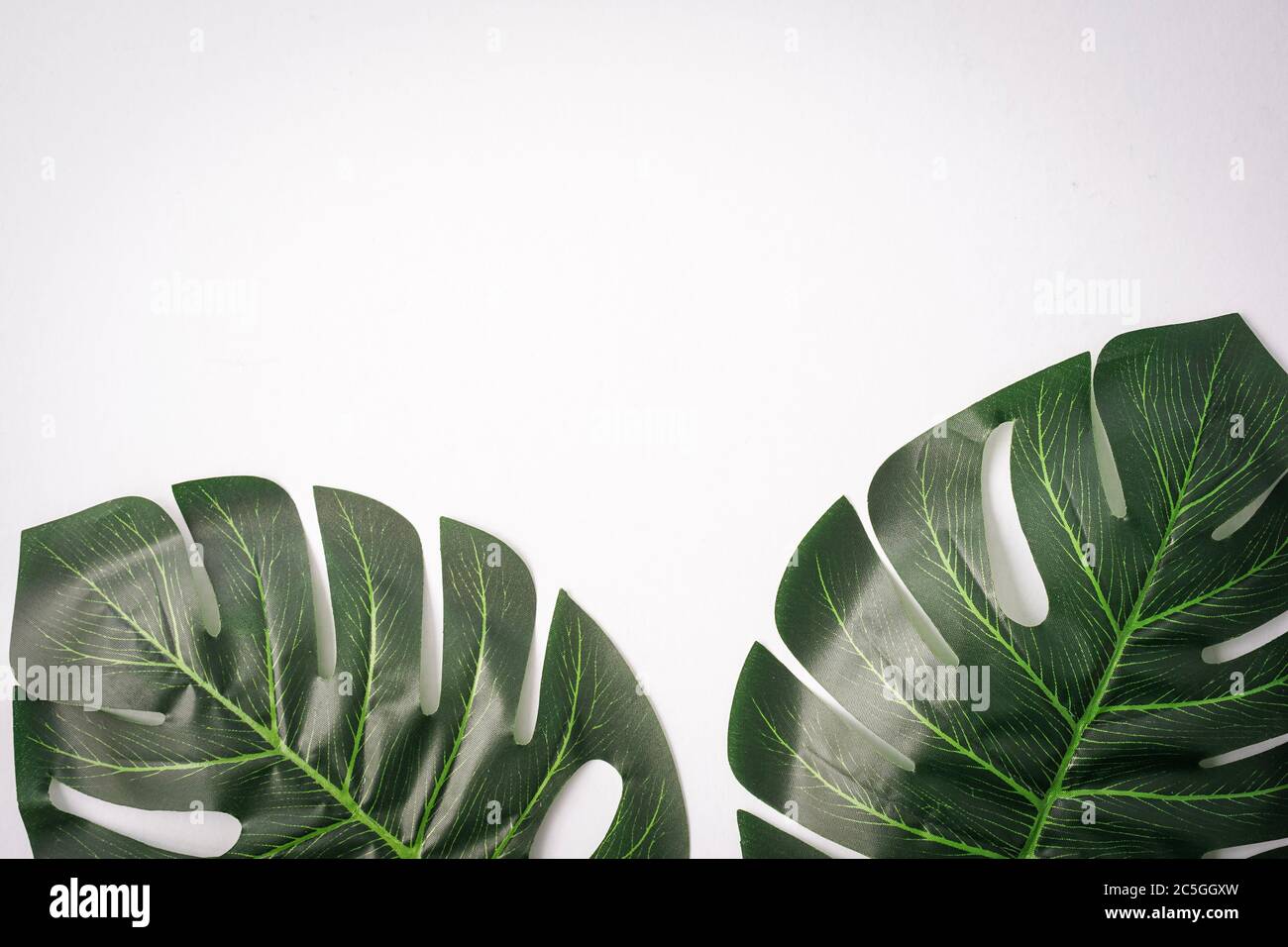 Foglie giganti di monstera isolate contro il bianco, spazio di copia per il testo Foto Stock