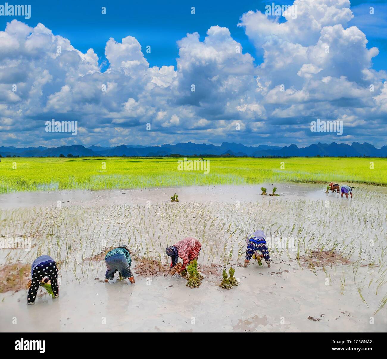 Antico metodo contadino pratica per la piantagione, risaia verde con bella nuvola cielo in Thailandia. Foto Stock