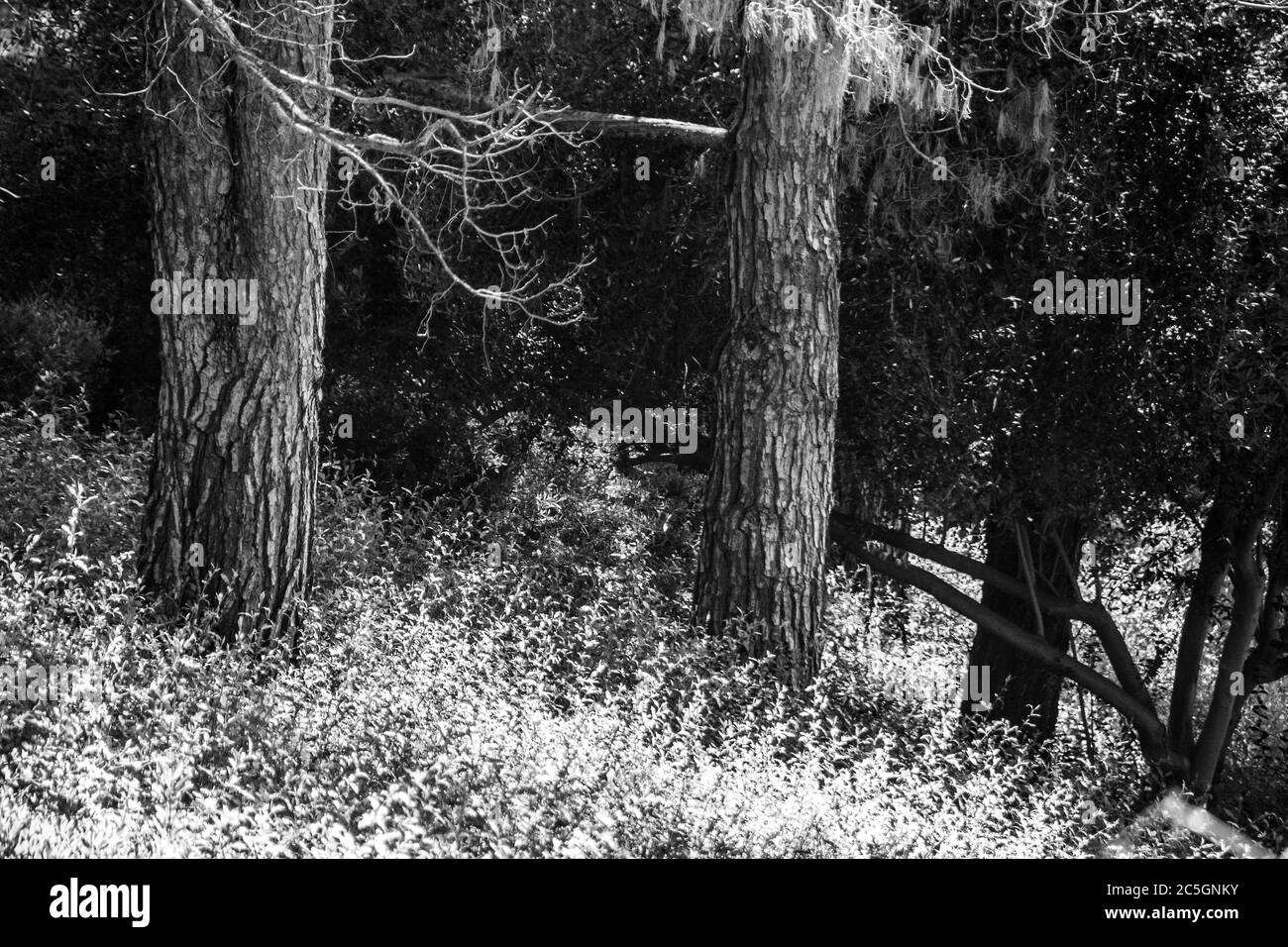 L'interno di una foresta. Foto in bianco e nero. Foto Stock