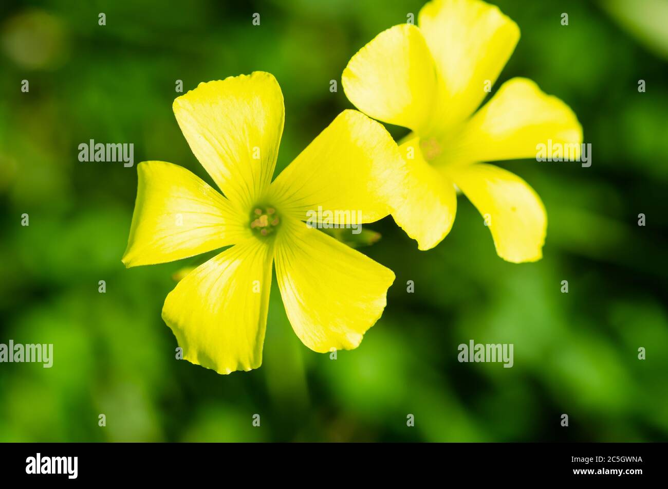 Flax giallo, Flaxum Linum. Foto Stock