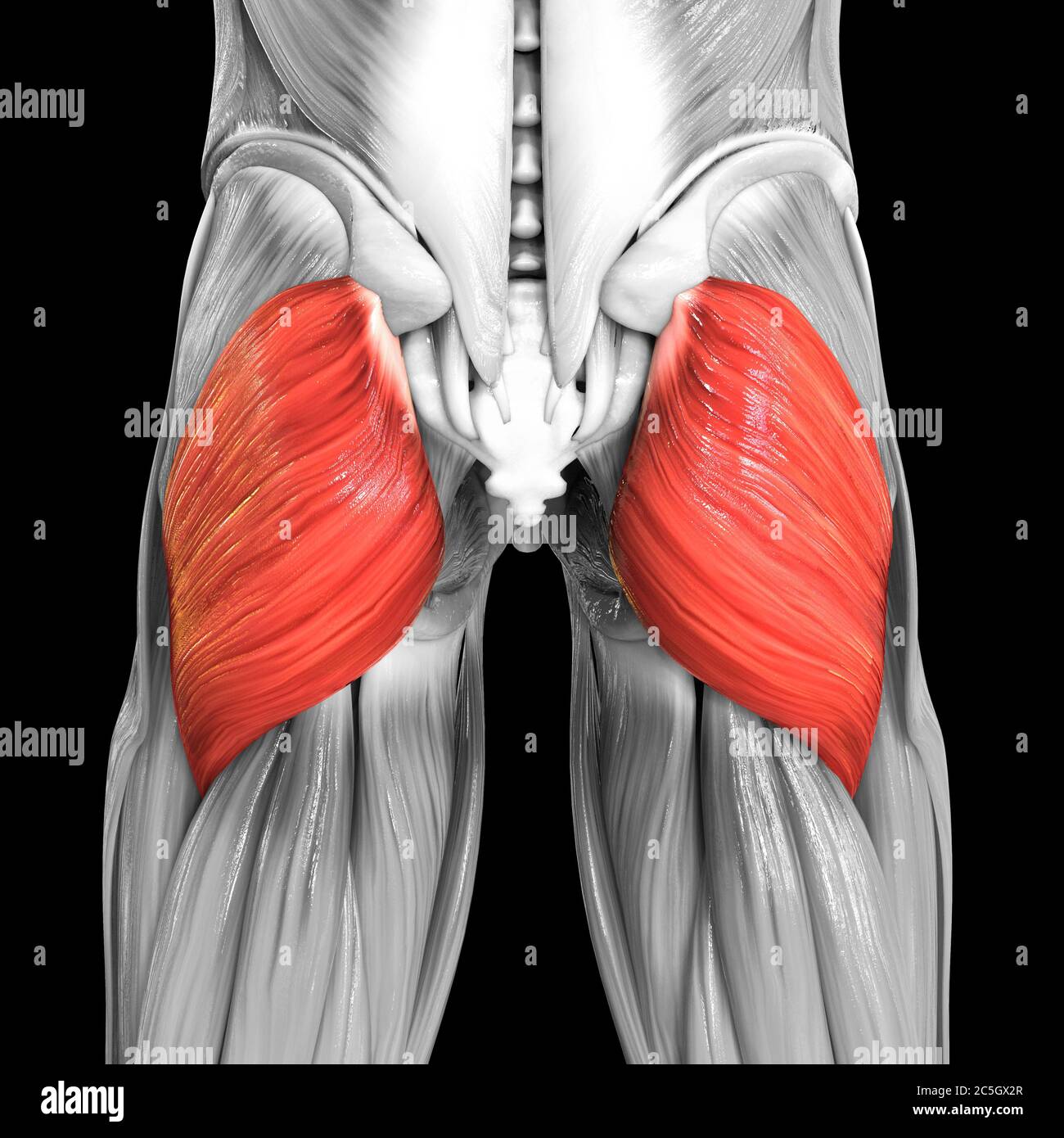 Apparato muscolare umano muscoli delle gambe Gluteus Maximus Anatomia muscolare Foto Stock