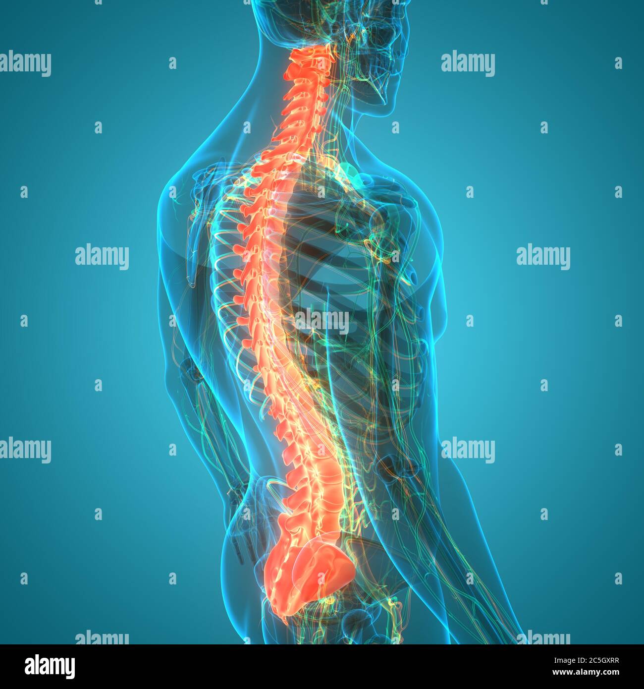 Colonna vertebrale del midollo spinale dell'anatomia del sistema scheletrico umano Foto Stock