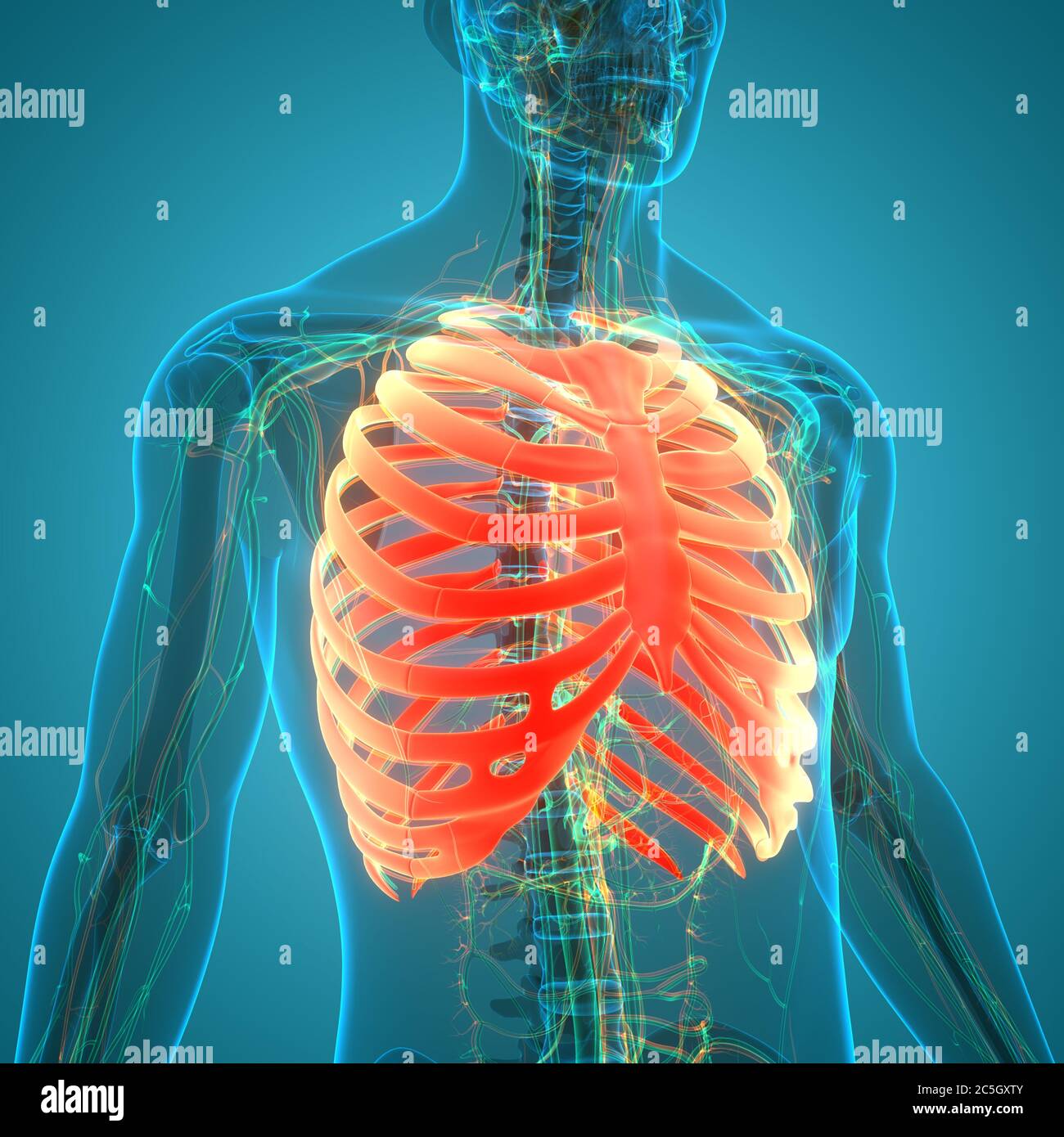 Sistema scheletro umano gabbia Rib giunti ossei Anatomia Foto Stock