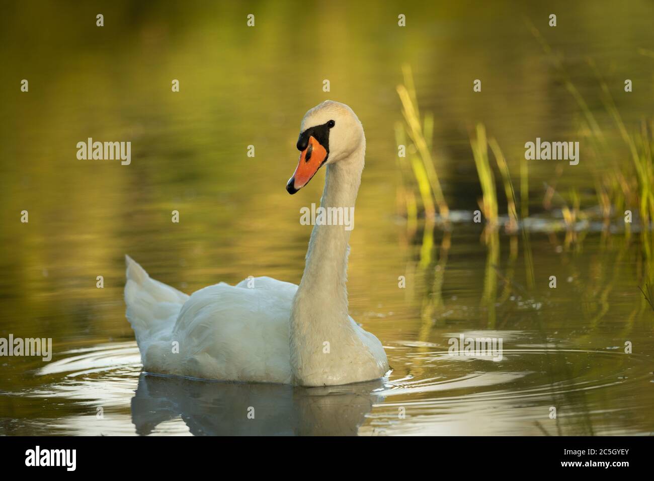 Cigno bianco sul lago di sera. Un cigno in natura selvaggia. Scatta foto nell'ora d'oro. Animale da vita selvatica. Foto Stock