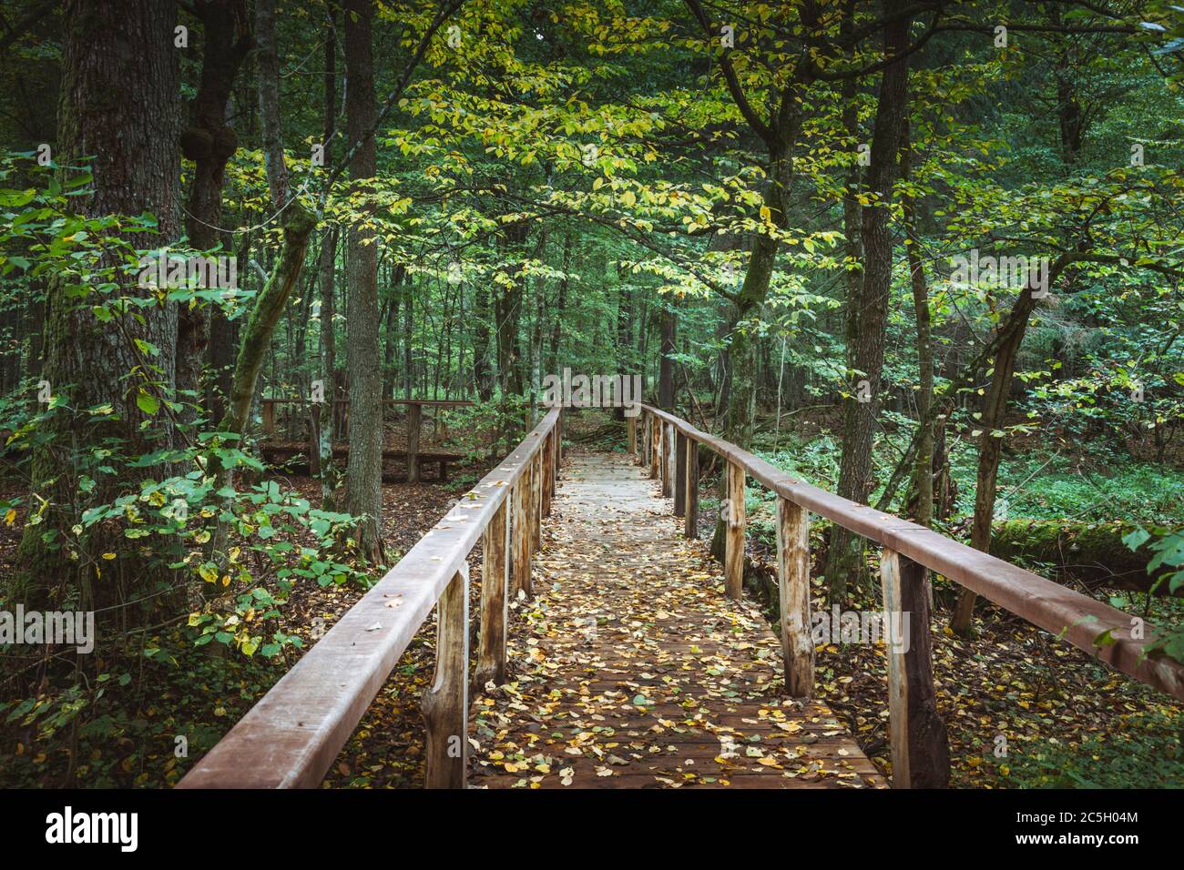 Parco Nazionale di Bialowieza. Bialowieza, Podlaskie, Polonia. Foto Stock