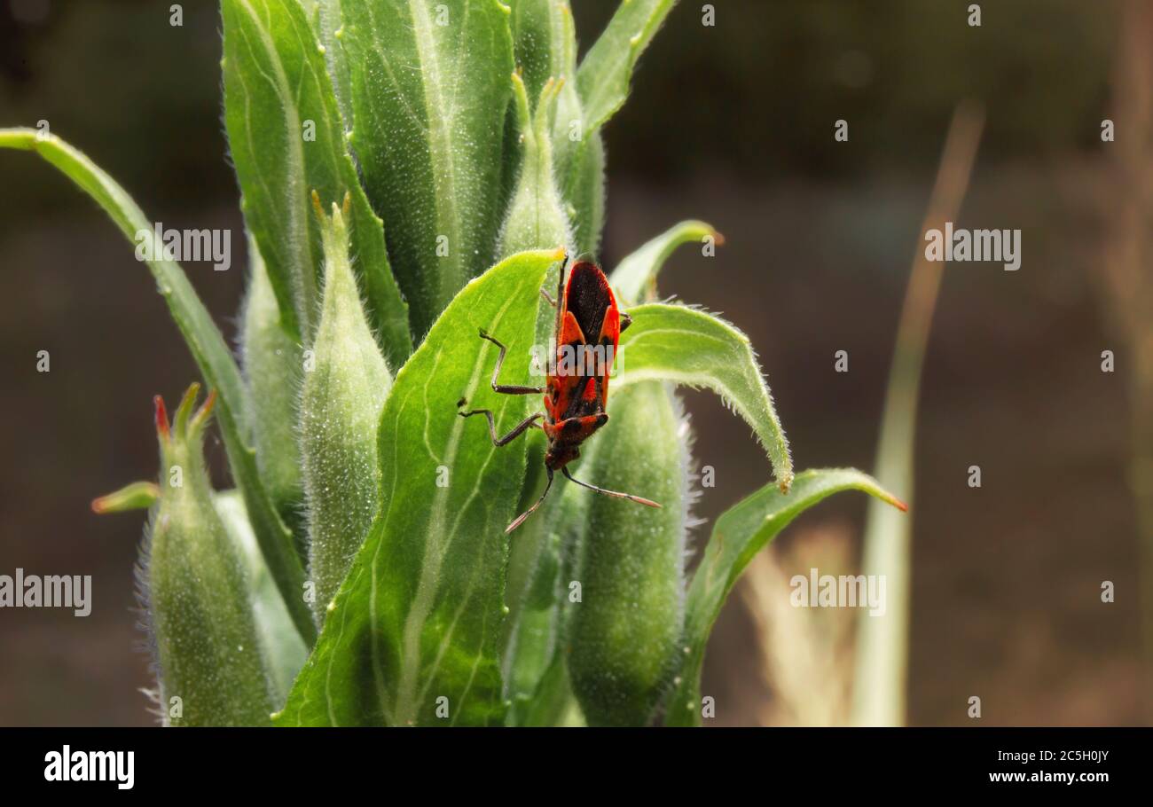 Pyrhocoris appterus seduto sulla pianta. Macro del Firebug. Insetti da vicino nell'ambiente naturale. Foto Stock