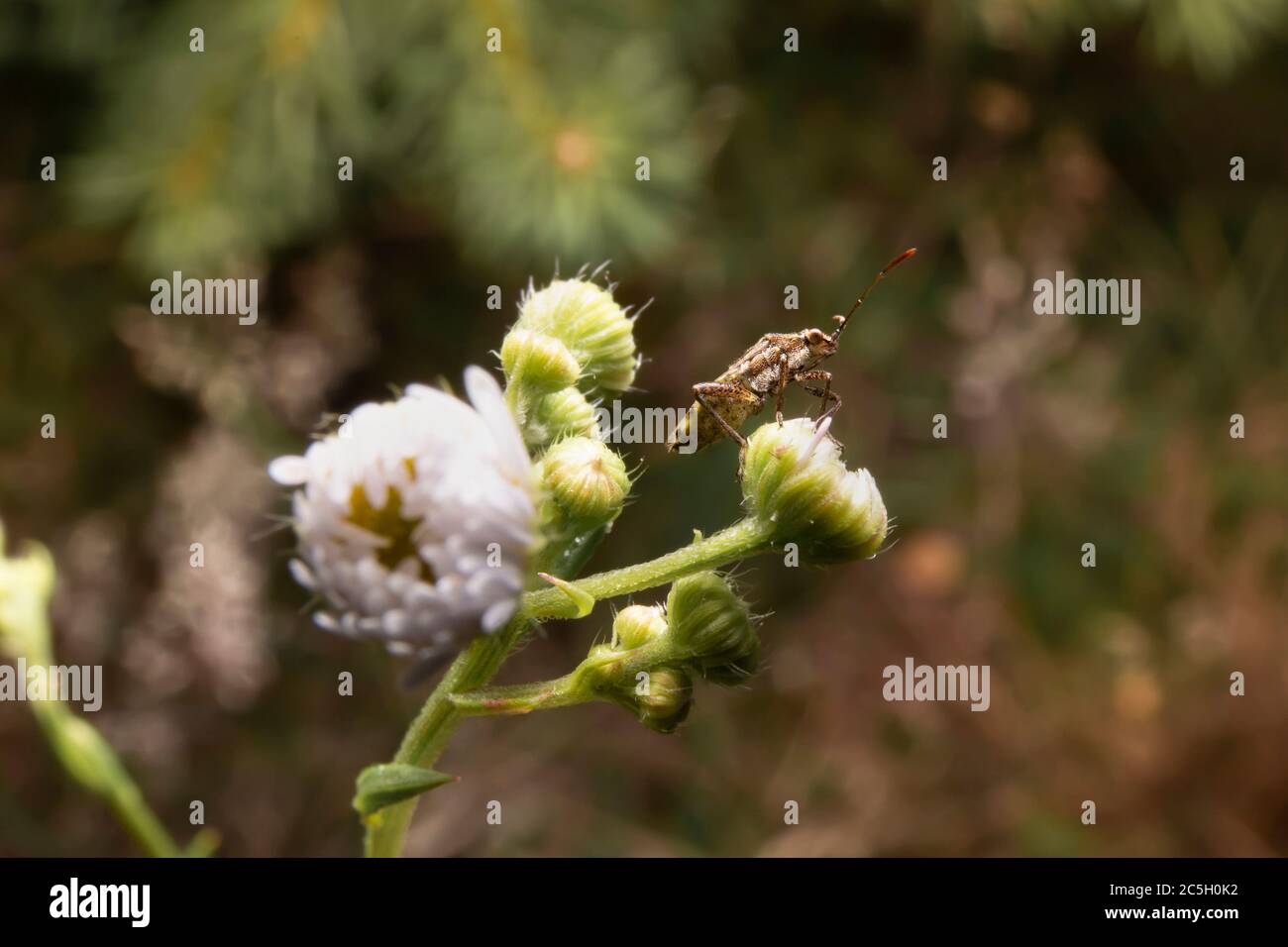Bug seduto su una pianta. Macro shot di insetto in ambiente naturale. Foto Stock