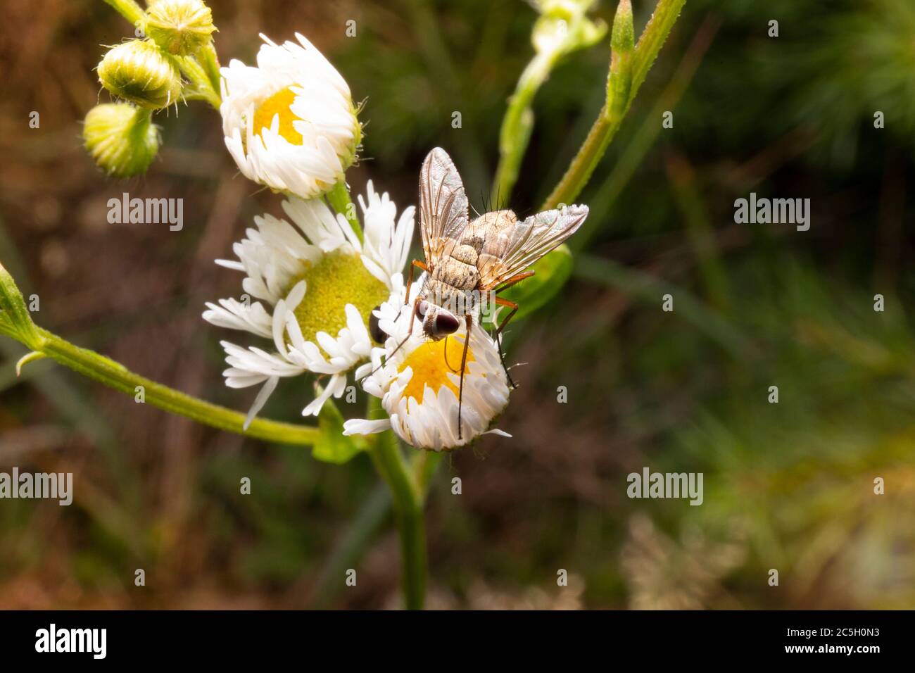 Vola seduto su fiore. Insetto nel macrosshot ambiente. Primo piano del fly su fiore camomilla. Foto Stock