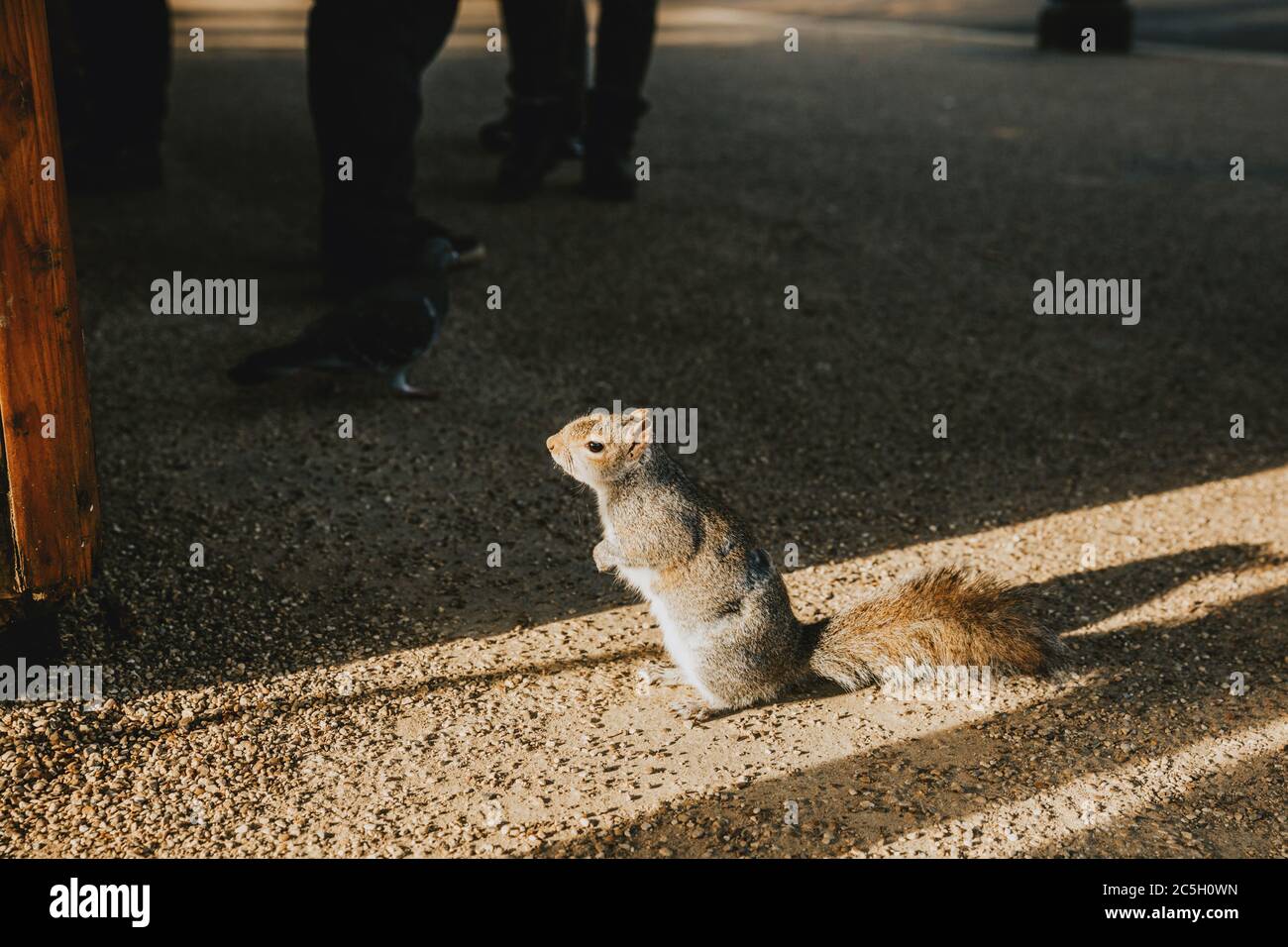 Un curioso scoiattolo grigio e soffice che si alza alla luce del sole e attende di fronte al chiosco per qualcosa da mangiare nel parco di Londra Foto Stock