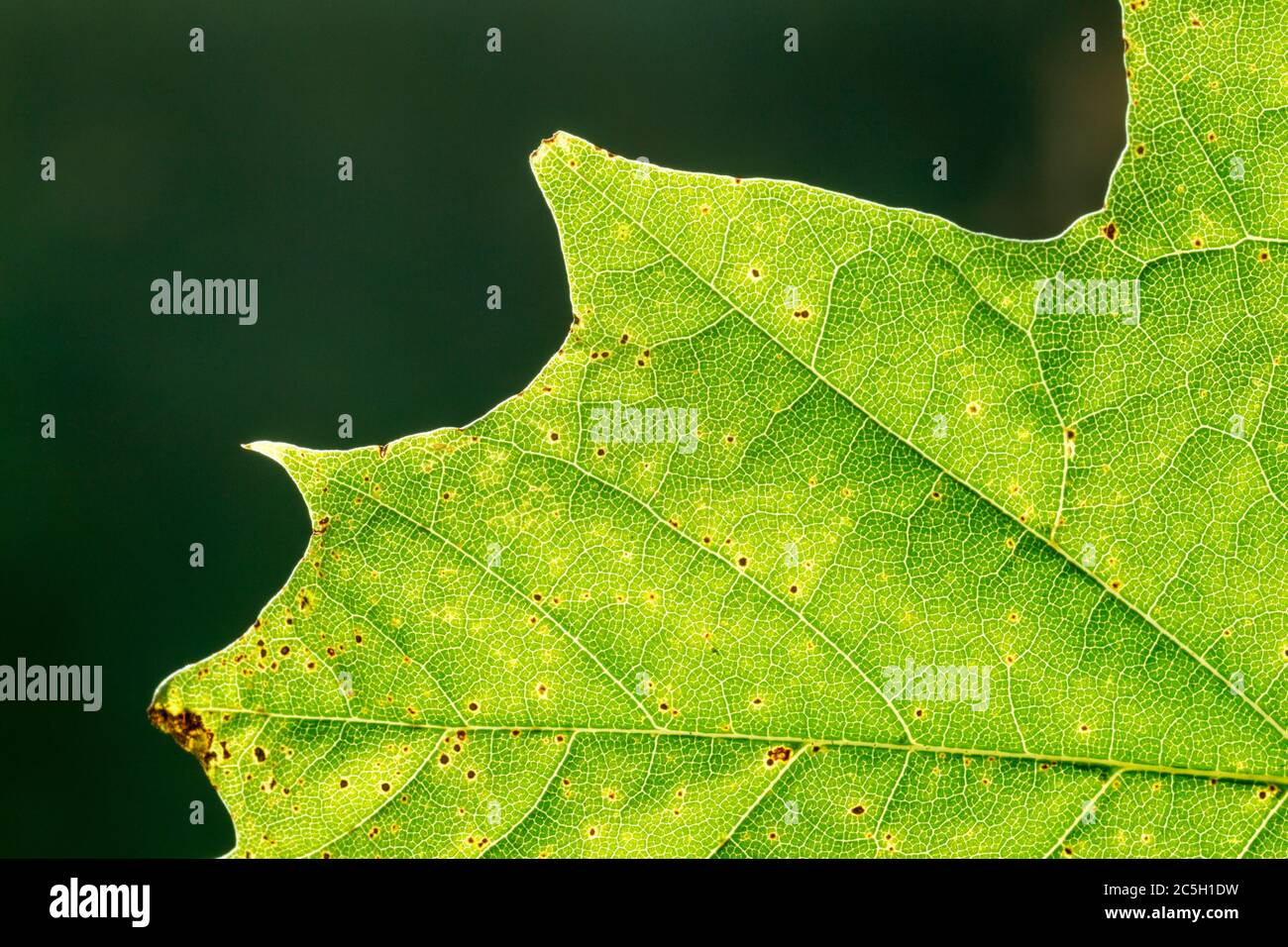 Primo piano Vista dettagliata di una foglia di albero di sicomoro (Acer pseudoplatano) che mostra vene, bordi a denti di sega e struttura cellulare Foto Stock