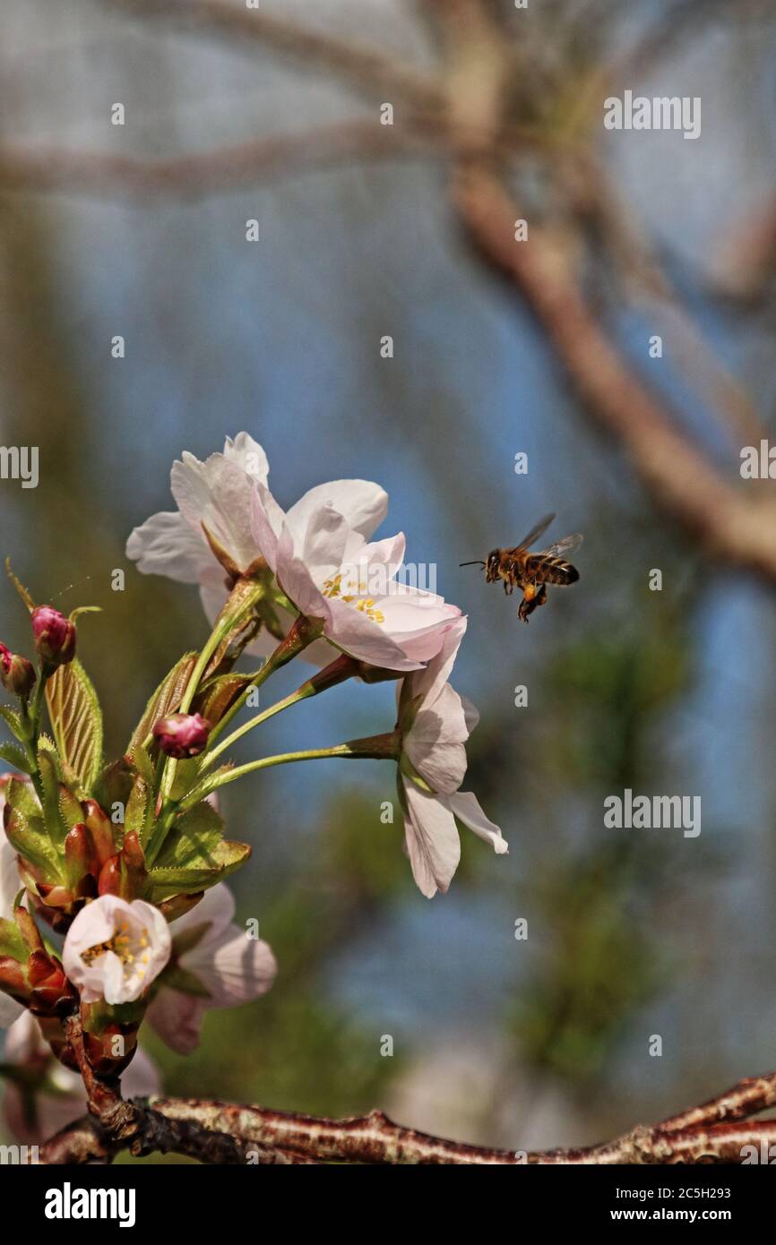 L'ape di miele che vola verso la fioritura dei ciliegi rosa pallido in primavera Foto Stock