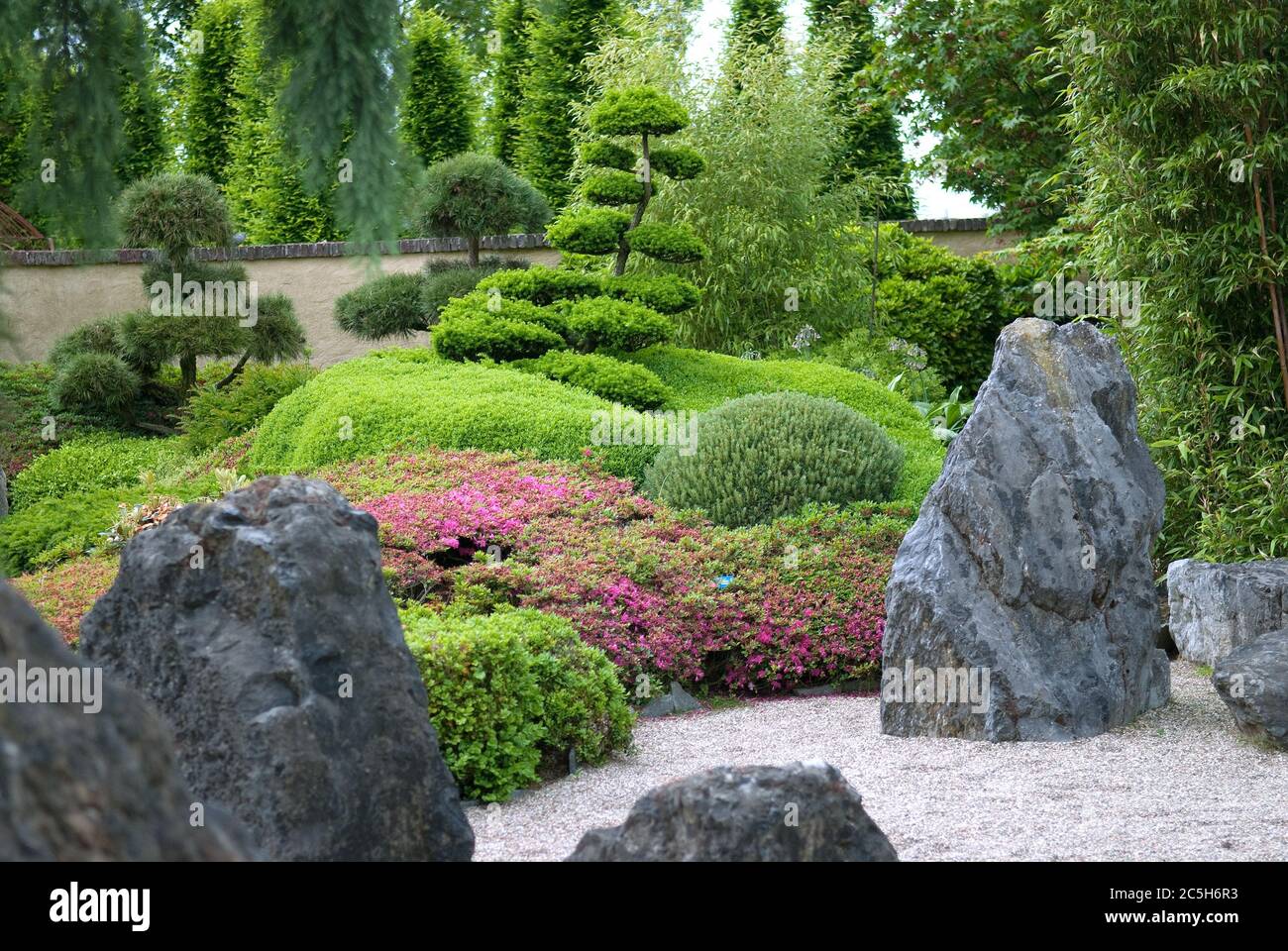 Japanischer Garten Rododendron obtusum Foto Stock