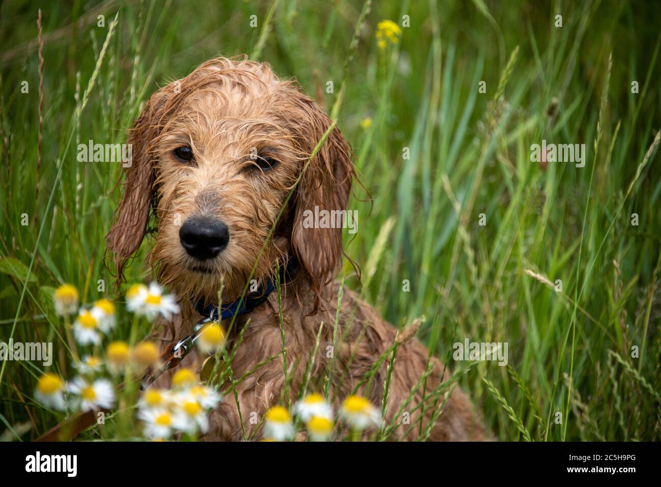 Magdeburgo, Germania. 28 Giugno 2020. Un Mini Goldendoodle bagnato è seduto in un prato con piante camomile. Credit: Fahren/dpa-Zentralbild/ZB/dpa/Alamy Live News Foto Stock