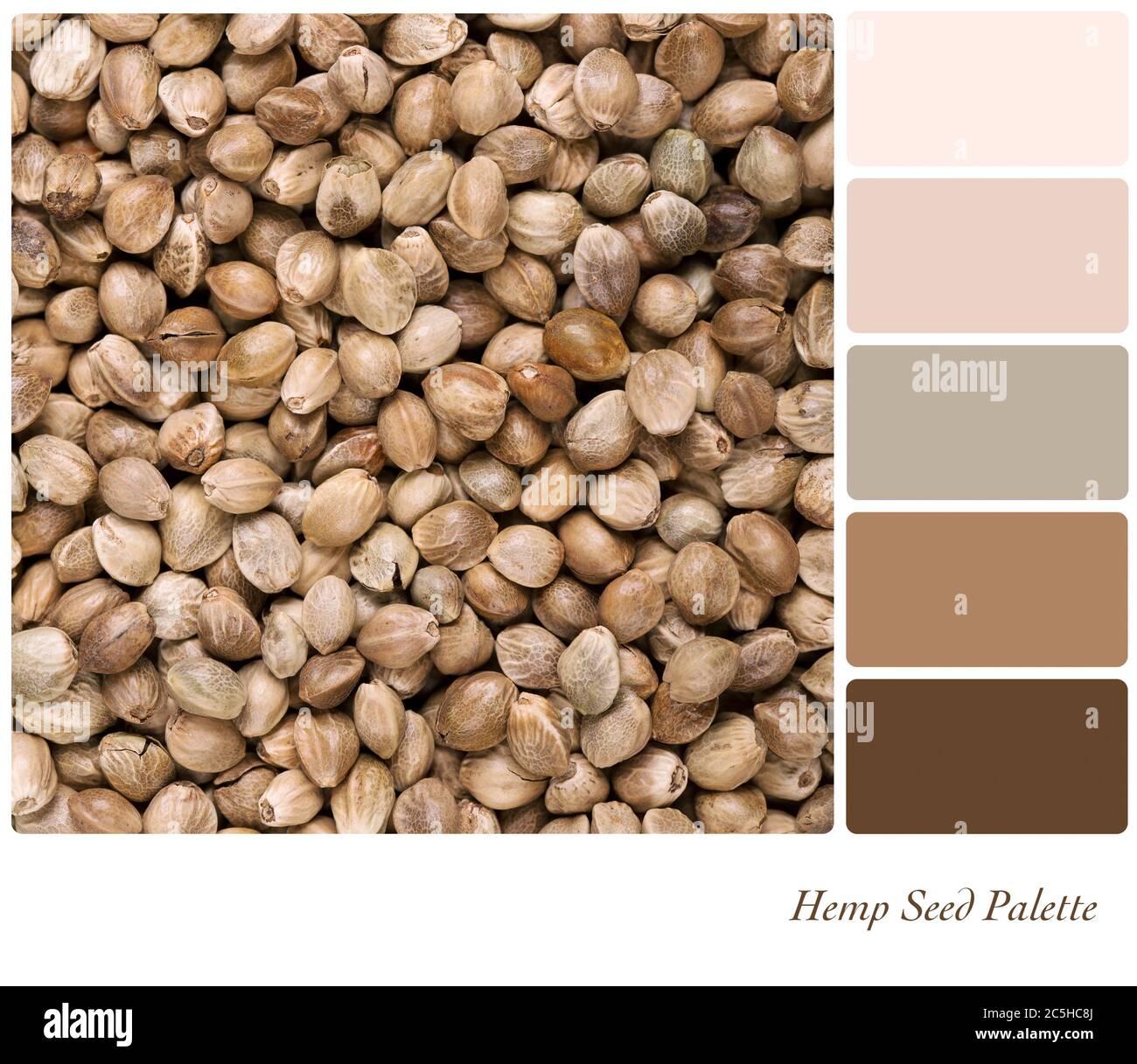 Uno sfondo di semi di canapa essiccati in una tavolozza di colori con  campioni di colore omaggio Foto stock - Alamy