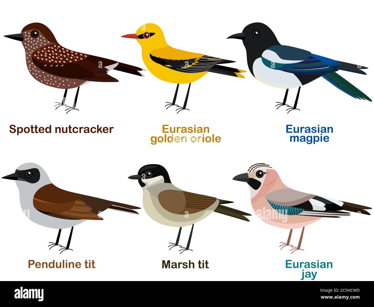 Illustrazione vettoriale di carino cartoni animati europei - puntato nutcracker, Eurasian Golden oriole, Marsh Tit, Eurasian magpie, Pendolino Tit, EURASI Illustrazione Vettoriale