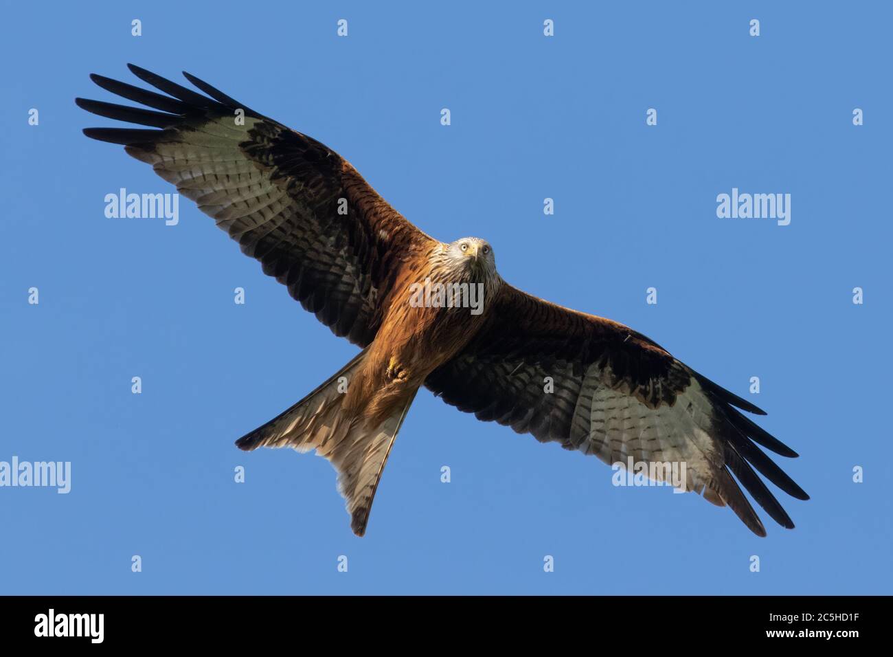 Ritratto di un aquilone rosso in volo con ali spalmabili e sfondo blu in germania retschow meclemburgo vorpommern Foto Stock